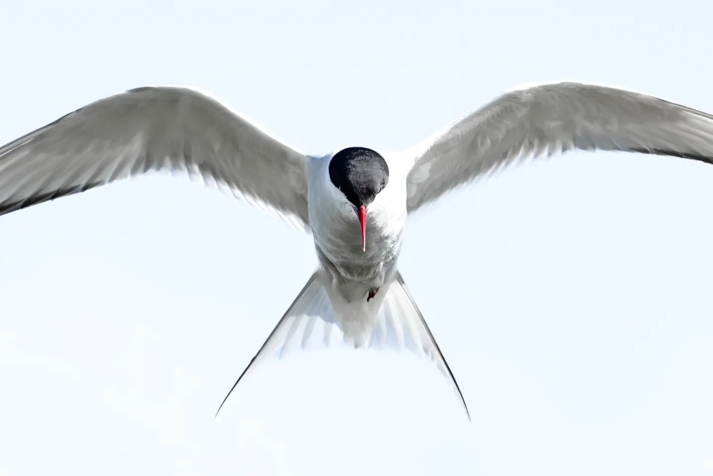 The current soundtrack outside consists of arctic terns, black-headed gulls, golden plovers, eiders, redwings and more! It's chaos, and beautiful. Love the Summer in the North! 🩵✨️

📷 arctic terns in the little gem, Vigur Island @islandvigur 

#ice