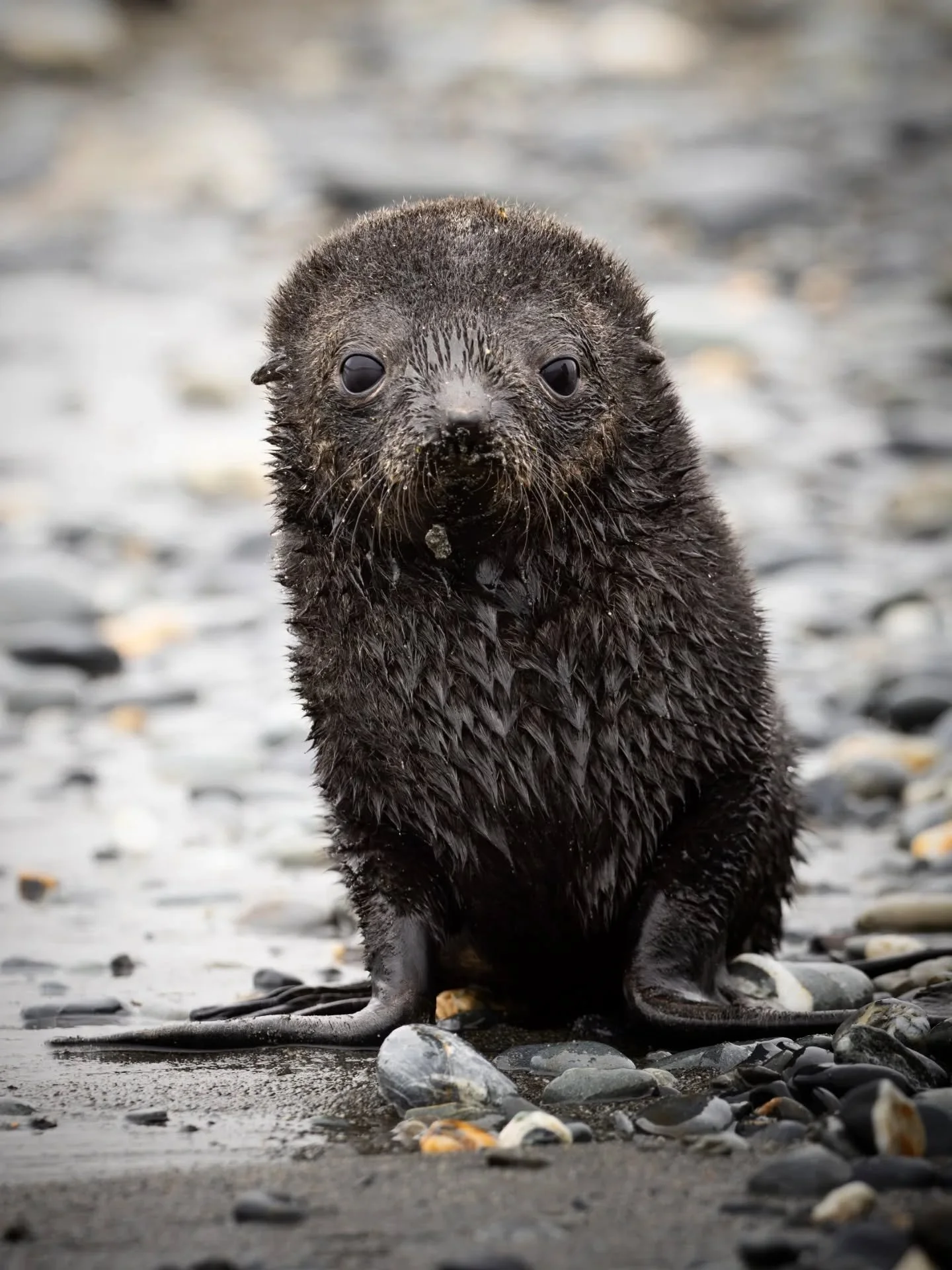 Highlights of another amazing visit to South Georgia ✨️ and what a special one it was! 
Lots and lots of newly born fur seal pups, skua chicks, orca, interesting pintail behaviour and hundreds of thousands king penguins 🐧 pinch me!

#southgeorgia #w