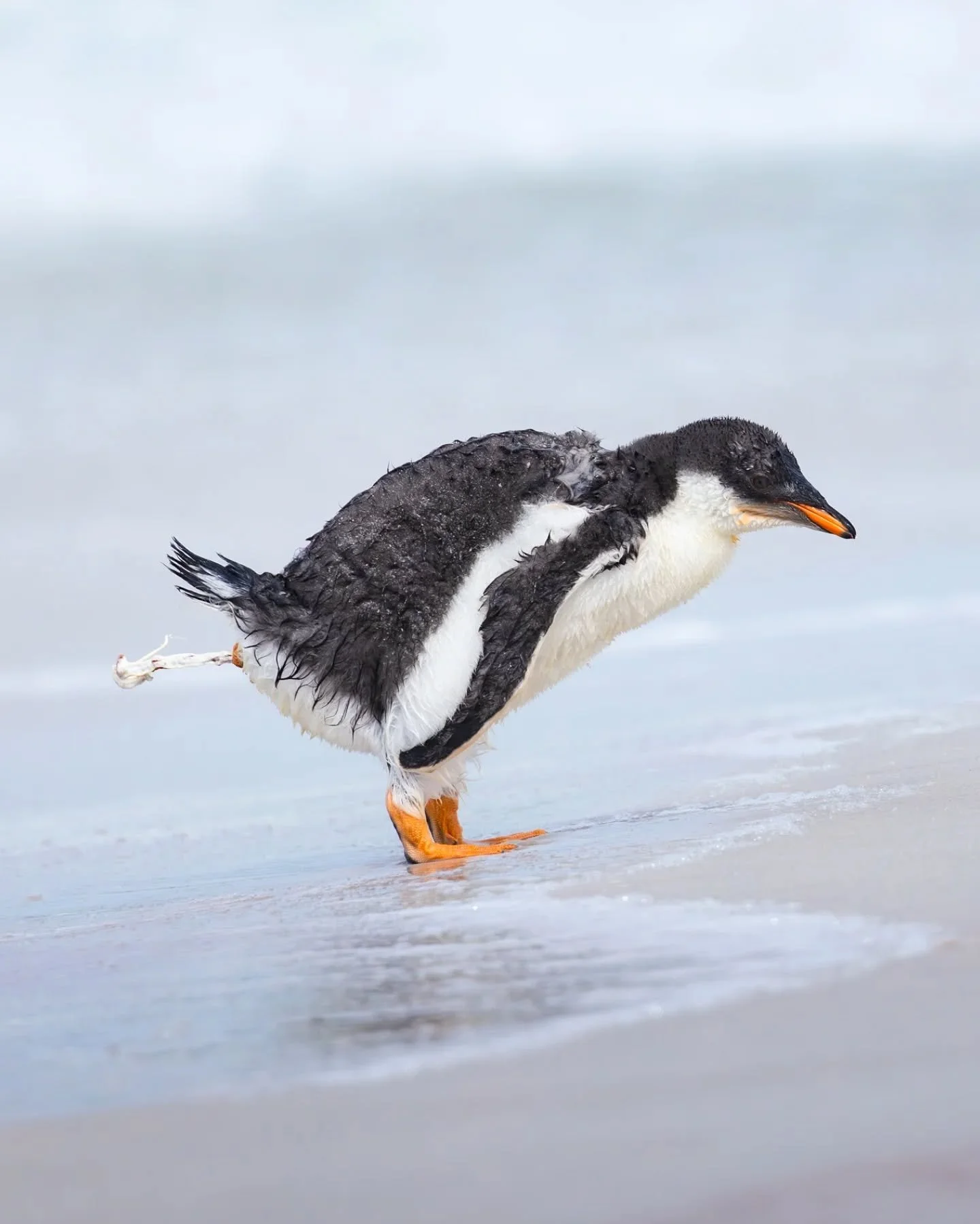 Toot toot!🐧 📣 it's #worldpenguinday !!

They are messy, smelly, noisy, but oh, what would we do without them!!

#penguin #penguins #wildlifeig #wildlife_photography #canoneosr5 #natgeoyourshotourhome #natgeoyourshot #liveforthestory #bbcwildlife