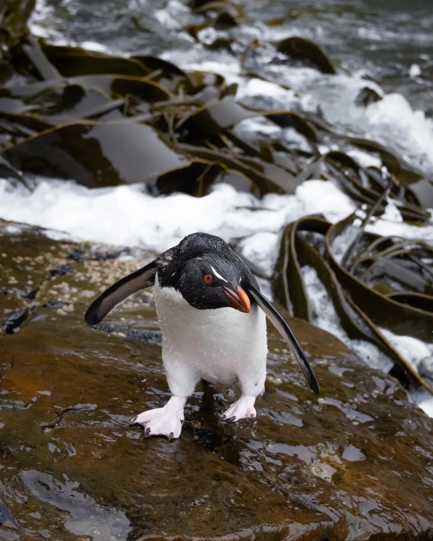 Watching these Southern rockhoppers getting in and out of the water is one of my favourite things in the Falkland Islands. They have the most amazing skills to negotiate the waves, giant kelp and slippery rocks! (with very varied degrees of style and