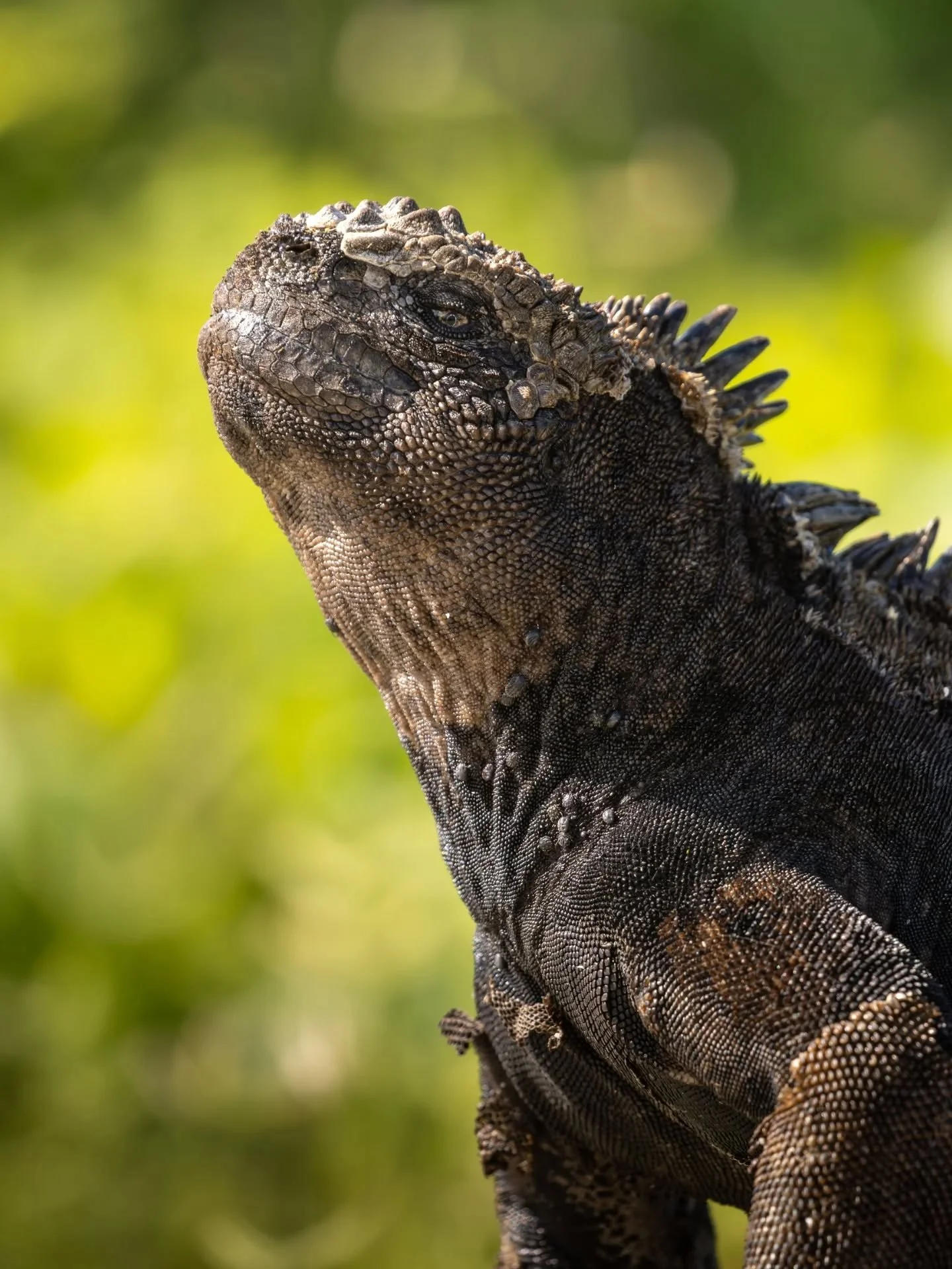 Gal&aacute;pagos part I 🌿 San Crist&oacute;bal, home to some wildly photogenic locals.

It was a bit of a squeeze to spend a couple of weeks in the Gal&aacute;pagos in between our polar assigments, but so so worth it! 

Maybe sorting through the pho