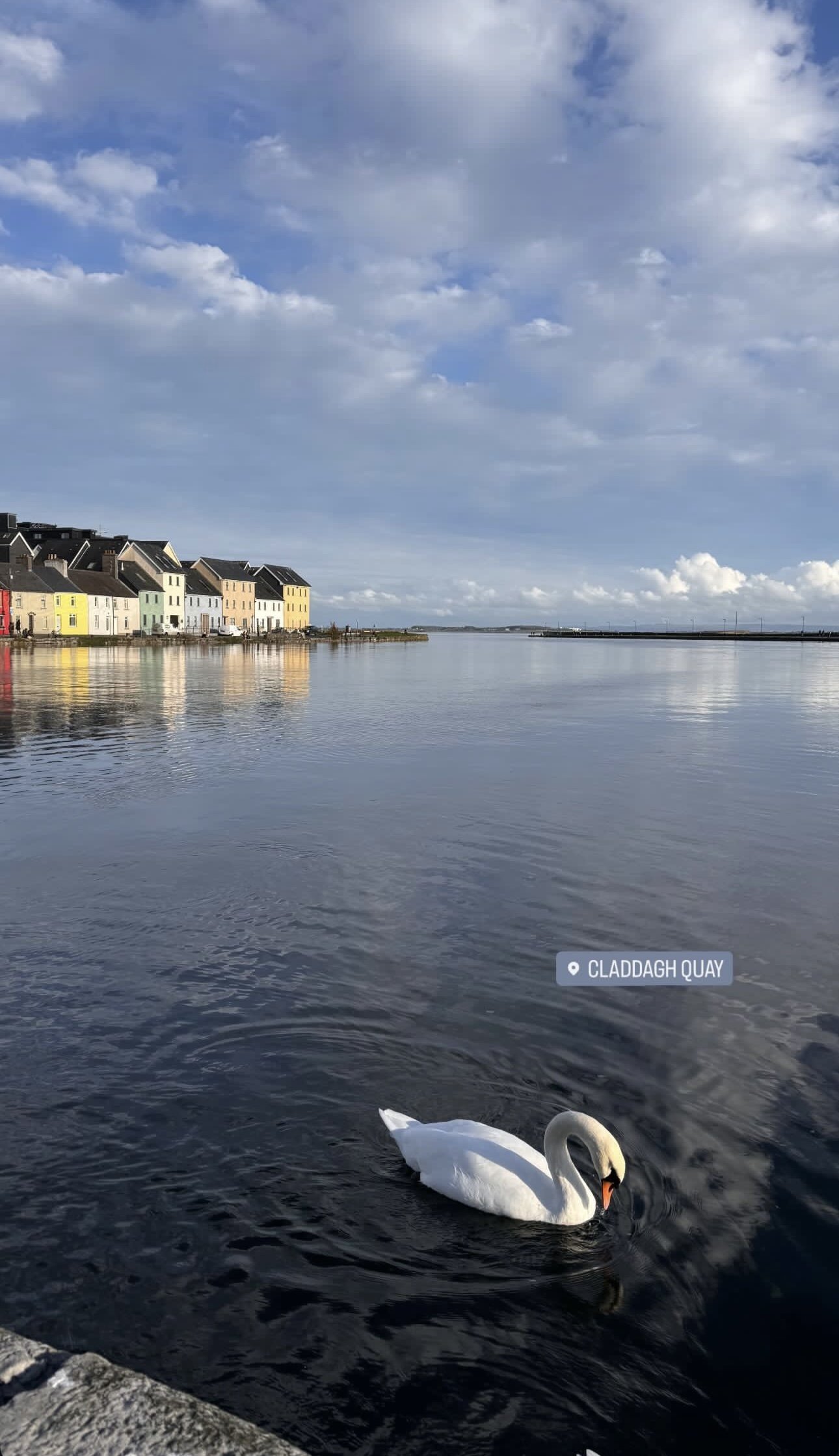 A white swan swimming in water near a quay, with colorful houses in the background under a partly cloudy sky, labeled Claddagh Quay.