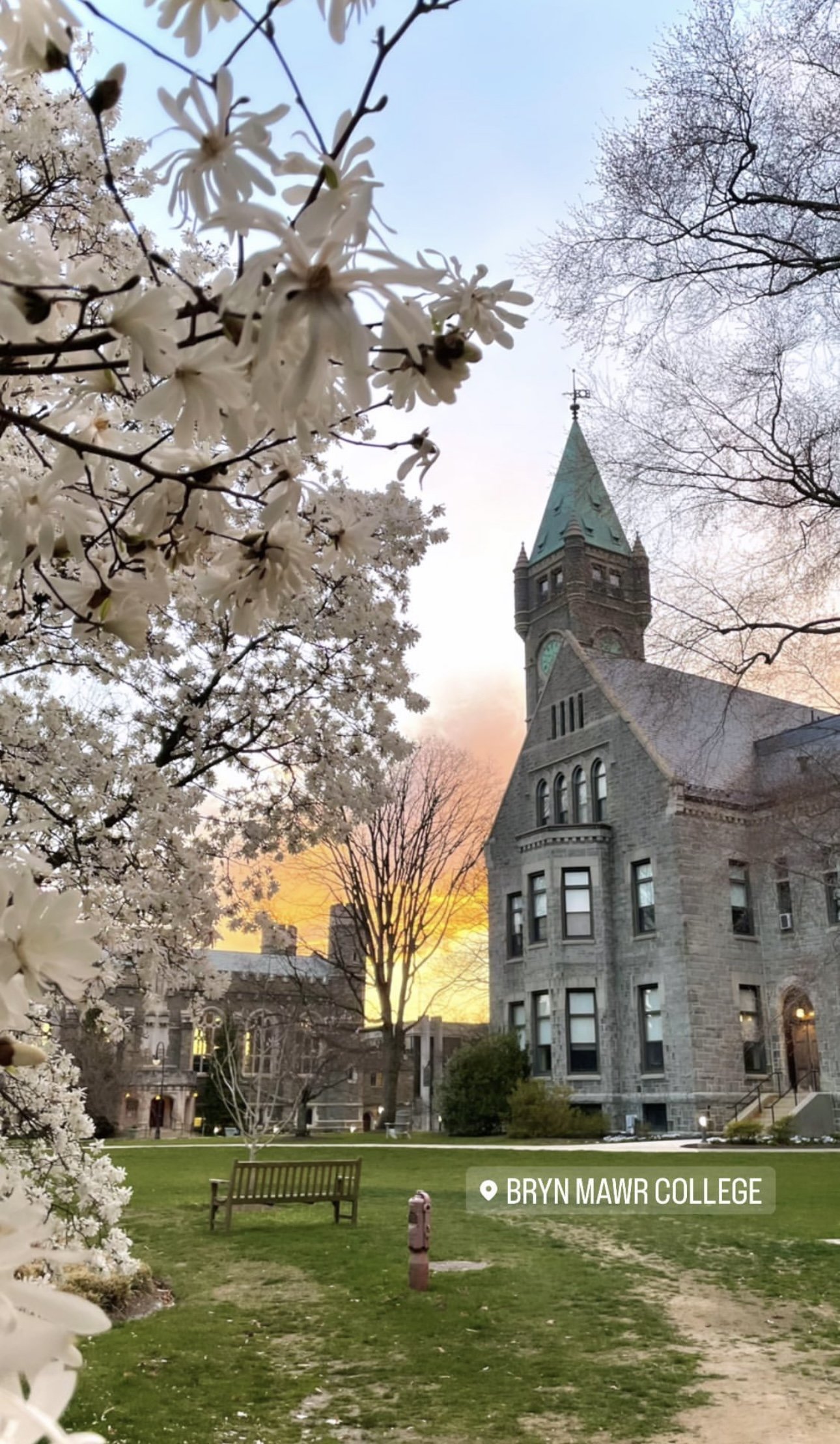 A view of Bryan Mawr College with blooming white flowers in the foreground, a green lawn with a park bench, and a tall stone historic building with a clock tower at sunset.