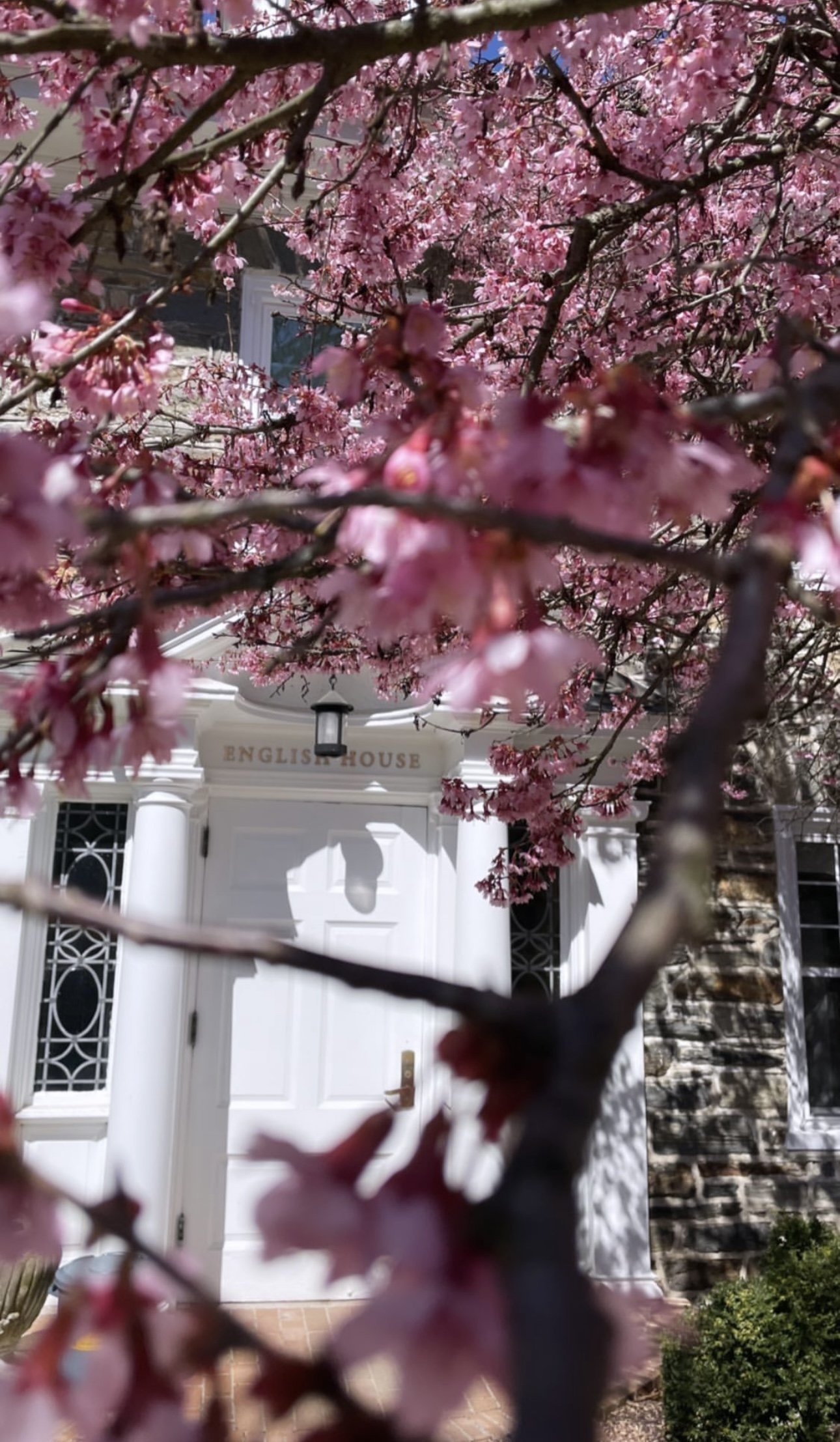 Pink cherry blossom branches in front of a white house with pillars labeled 'English House'