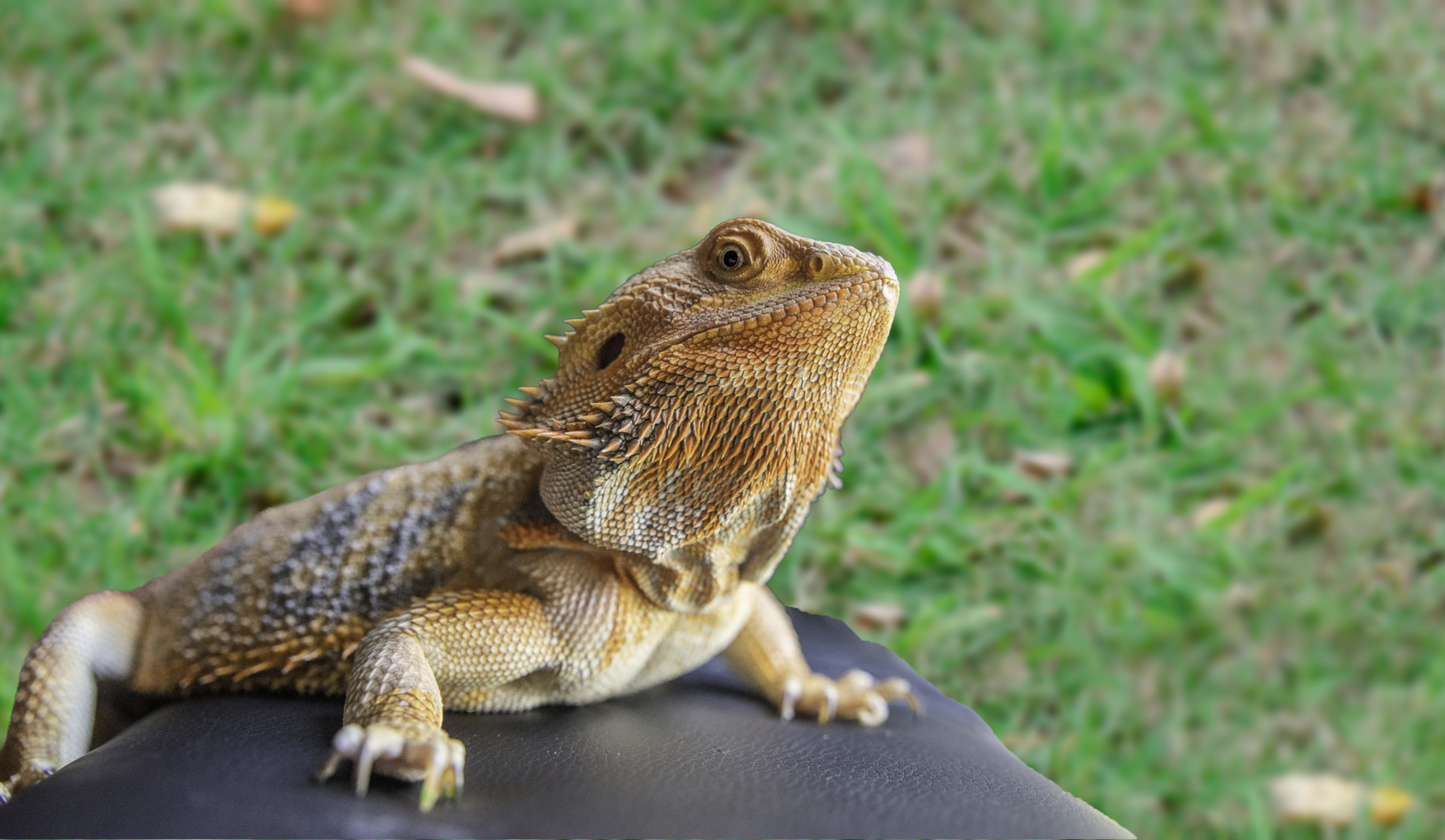 Untitled design4.png