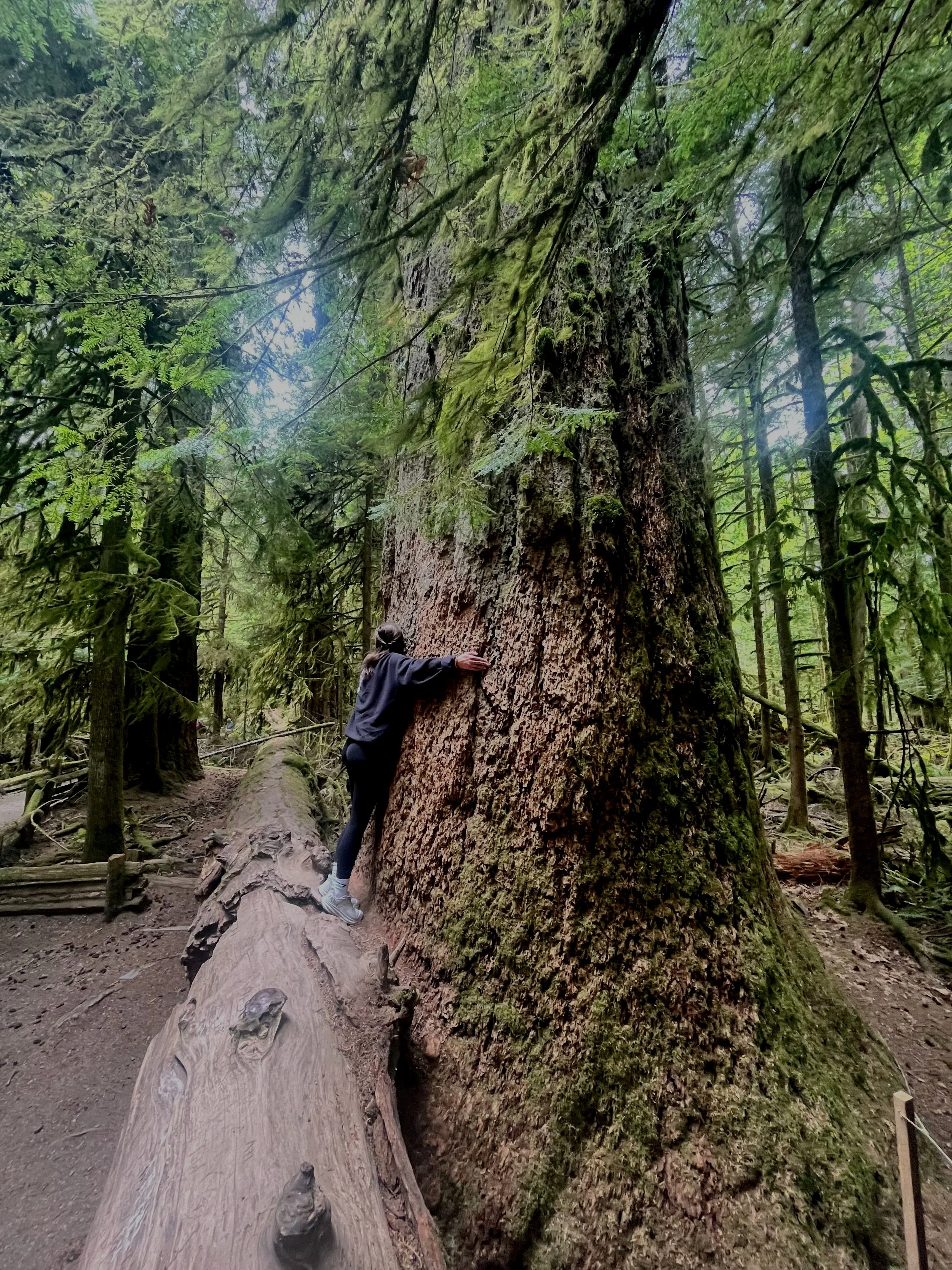 Person hugging a large, ancient tree with thick bark in a dense forest.
