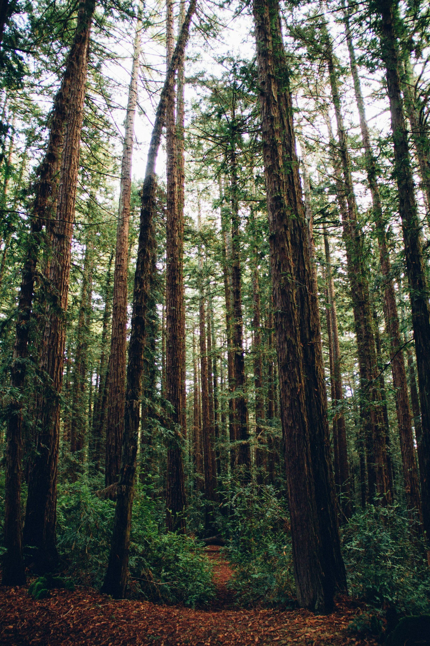 A dense forest with tall trees and green foliage, with a small dirt trail through the forest floor.