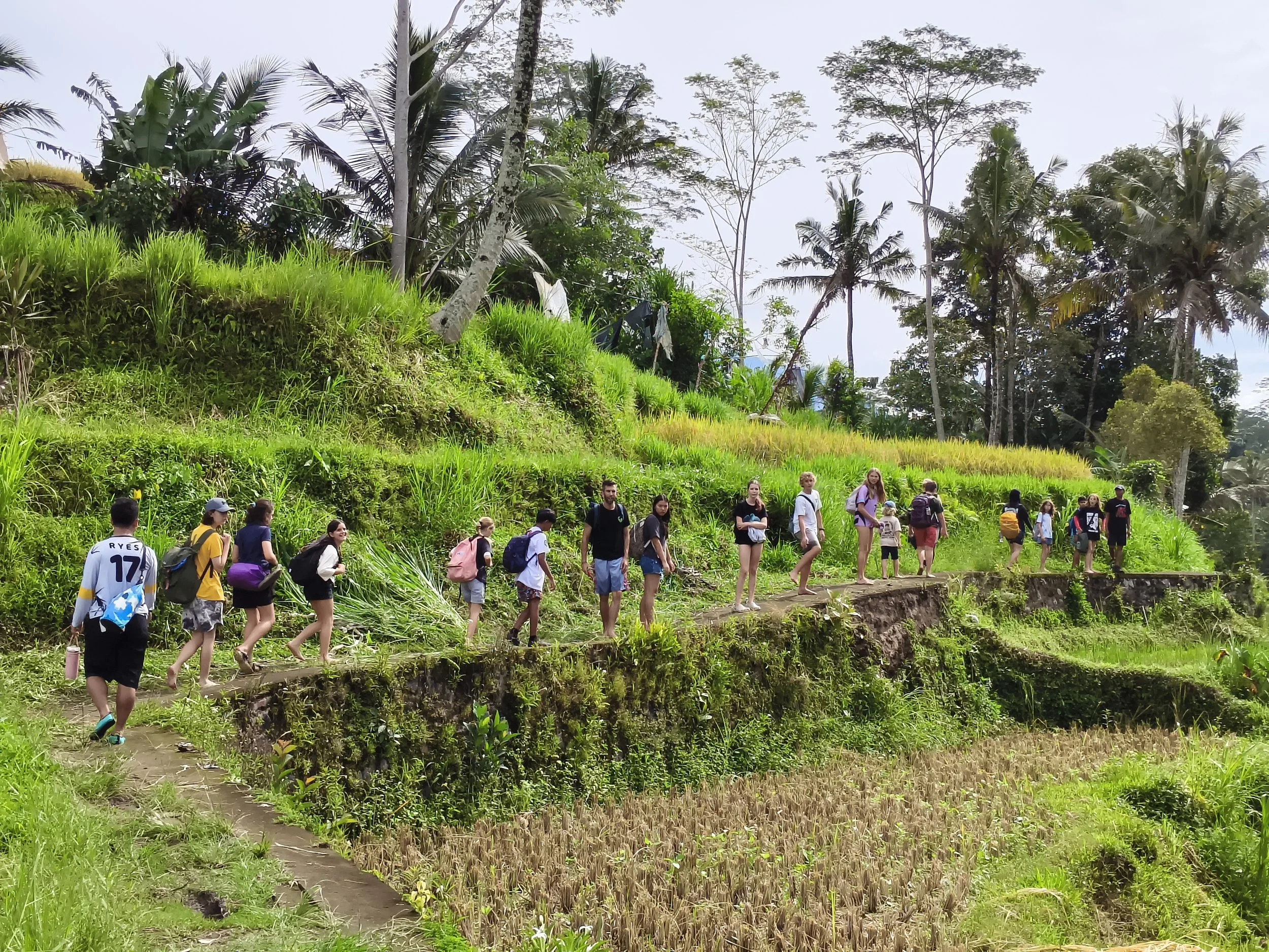 Group of people hiking on a narrow trail through lush green agricultural landscape, surrounded by tropical trees and rice fields.