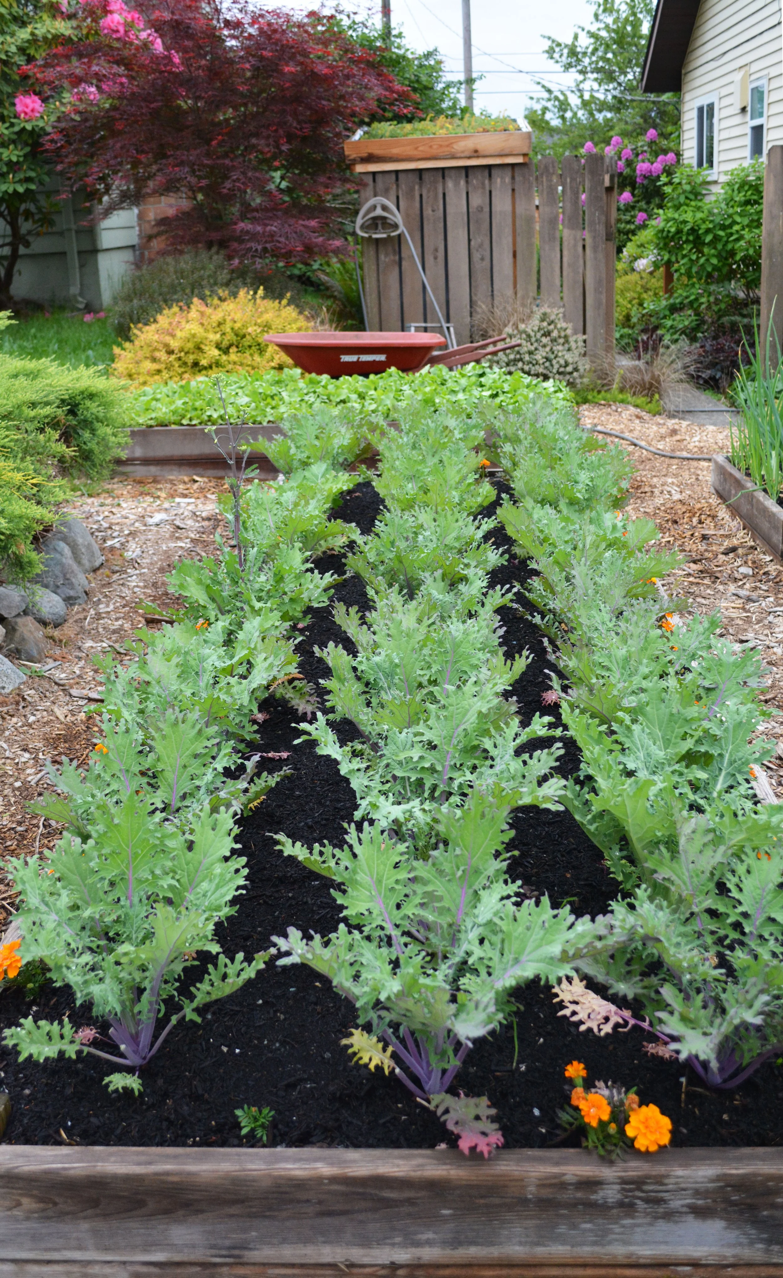 Beauty + bounty: growing local eats (part one)