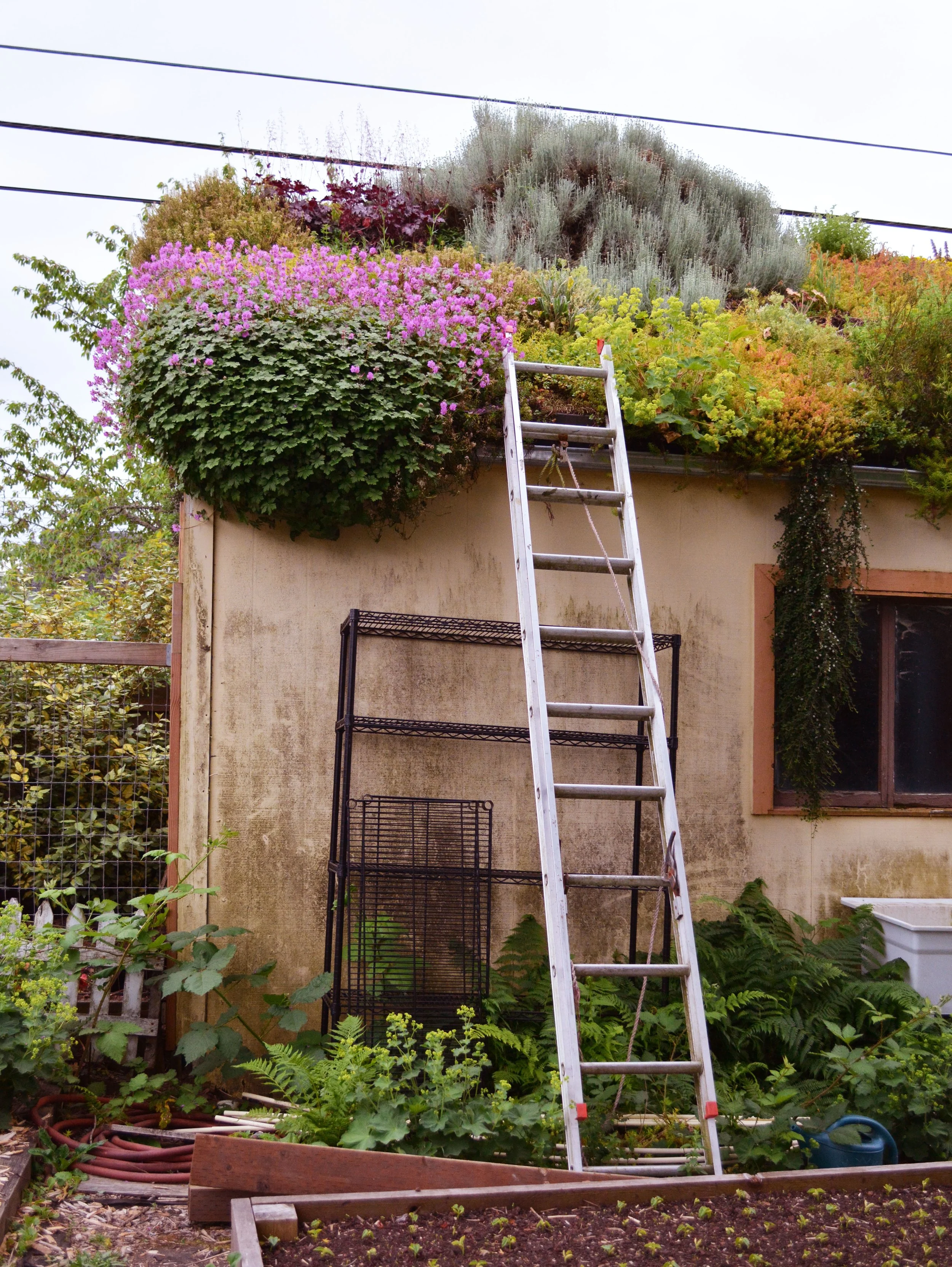 Beauty + bounty: green roofs (part two)