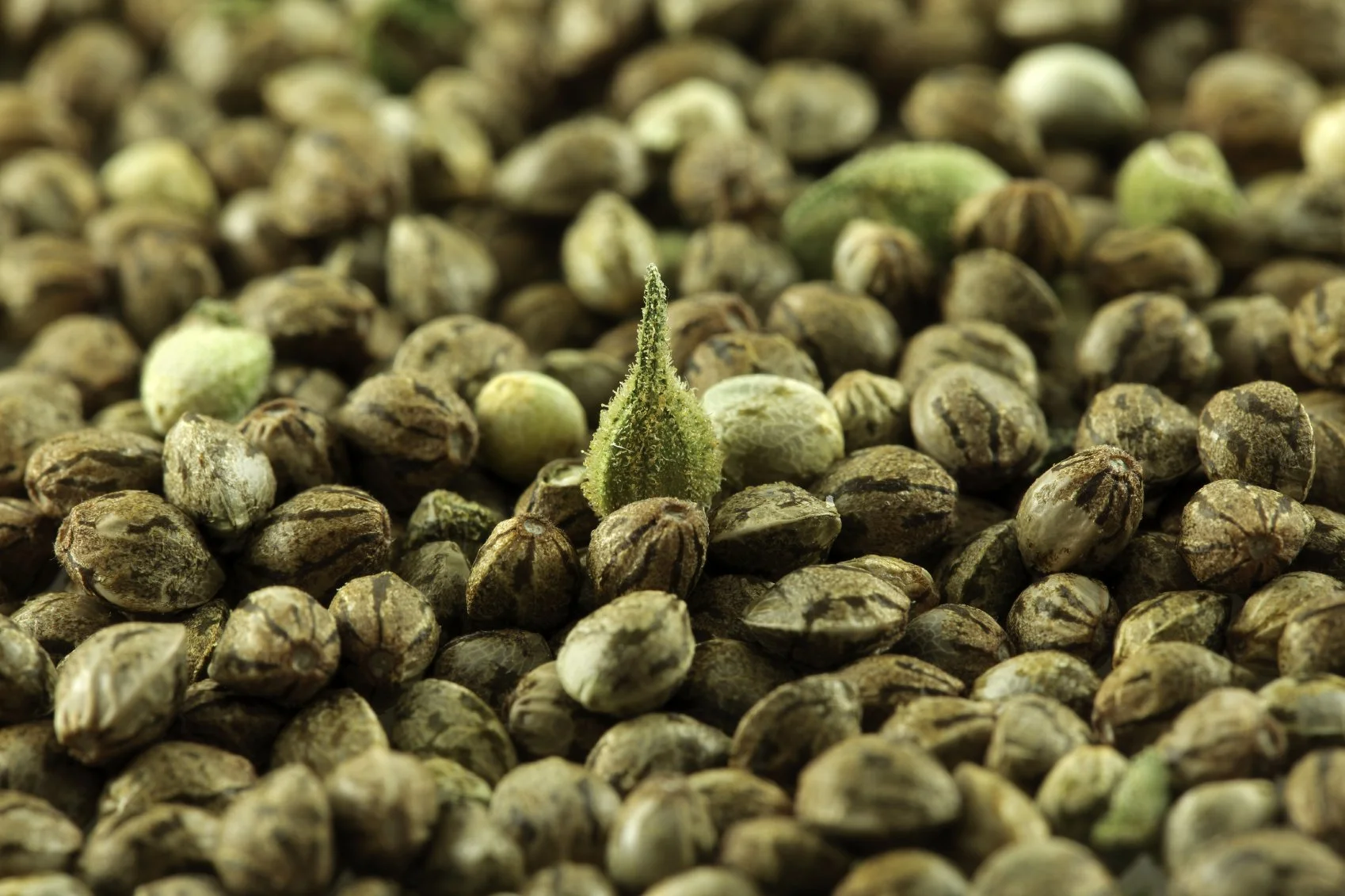 From Sprouting to Doubting
