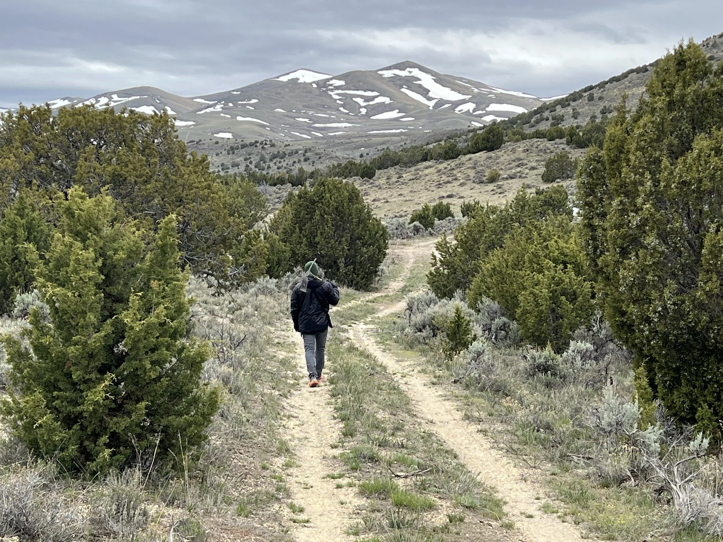 A person walking on a dirt trail surrounded by green bushes and trees, with snow-capped mountains in the distance under cloudy skies.