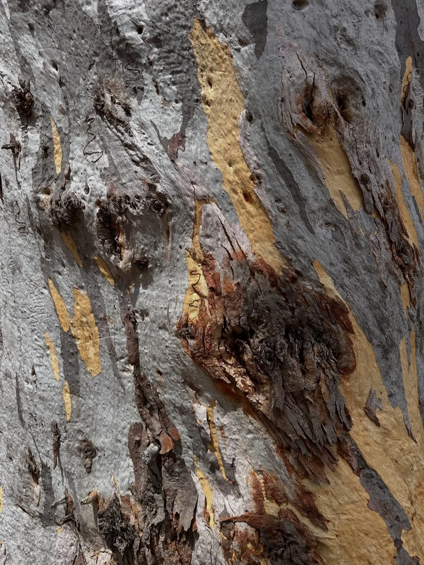 &bull;L I F E  L A T E L Y&bull; 

A little Monday musing moment, served fresh ☕️

This week&rsquo;s roll includes: brand new tree content (yes, I&rsquo;m still fully obsessed with bark&hellip; the colours?! unreal) + Fred&rsquo;s 6th birthday ~ feat