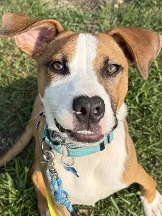 The Buddy Foundation