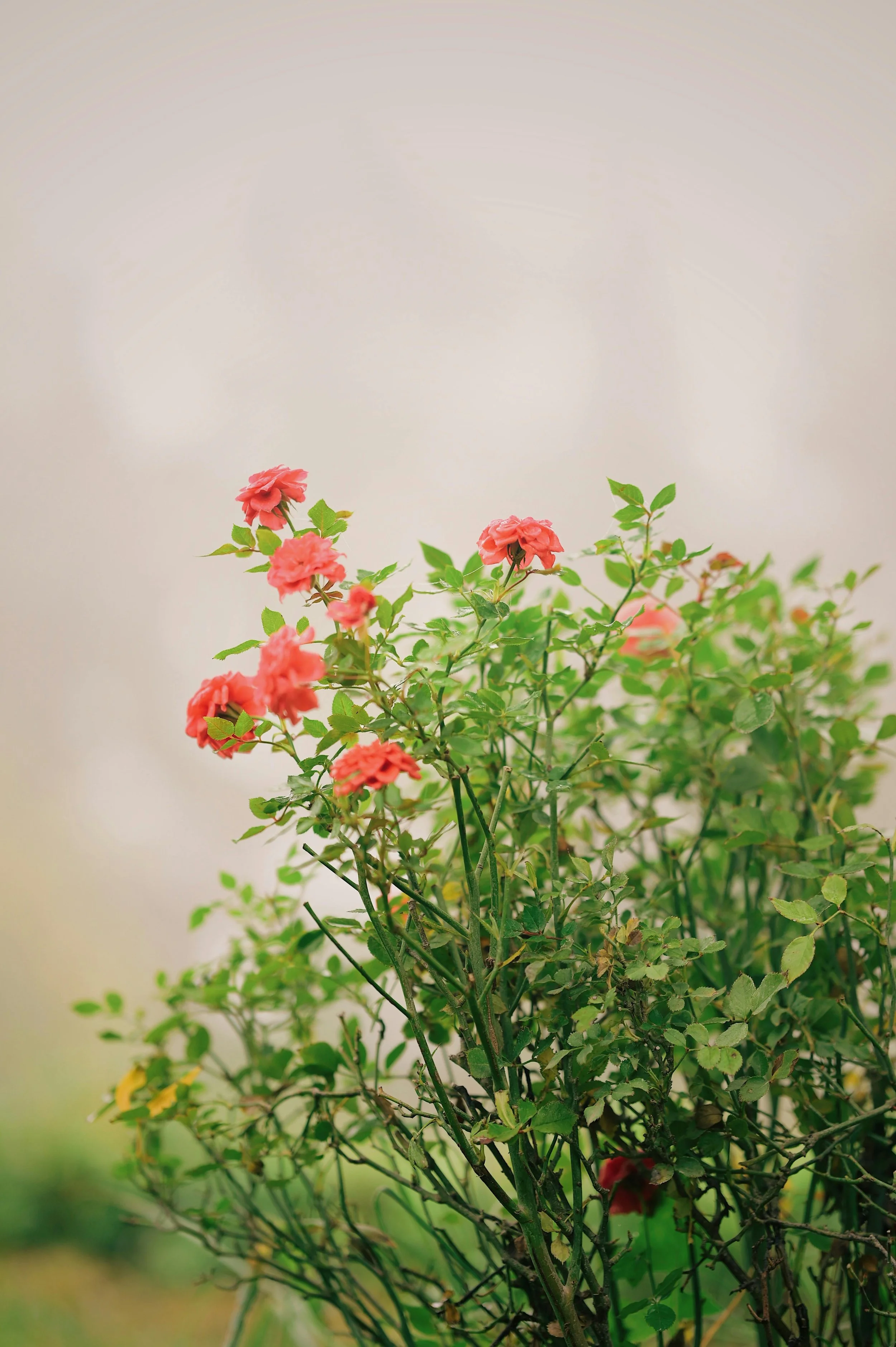 Pink roses on green bushes against a blurred neutral background.