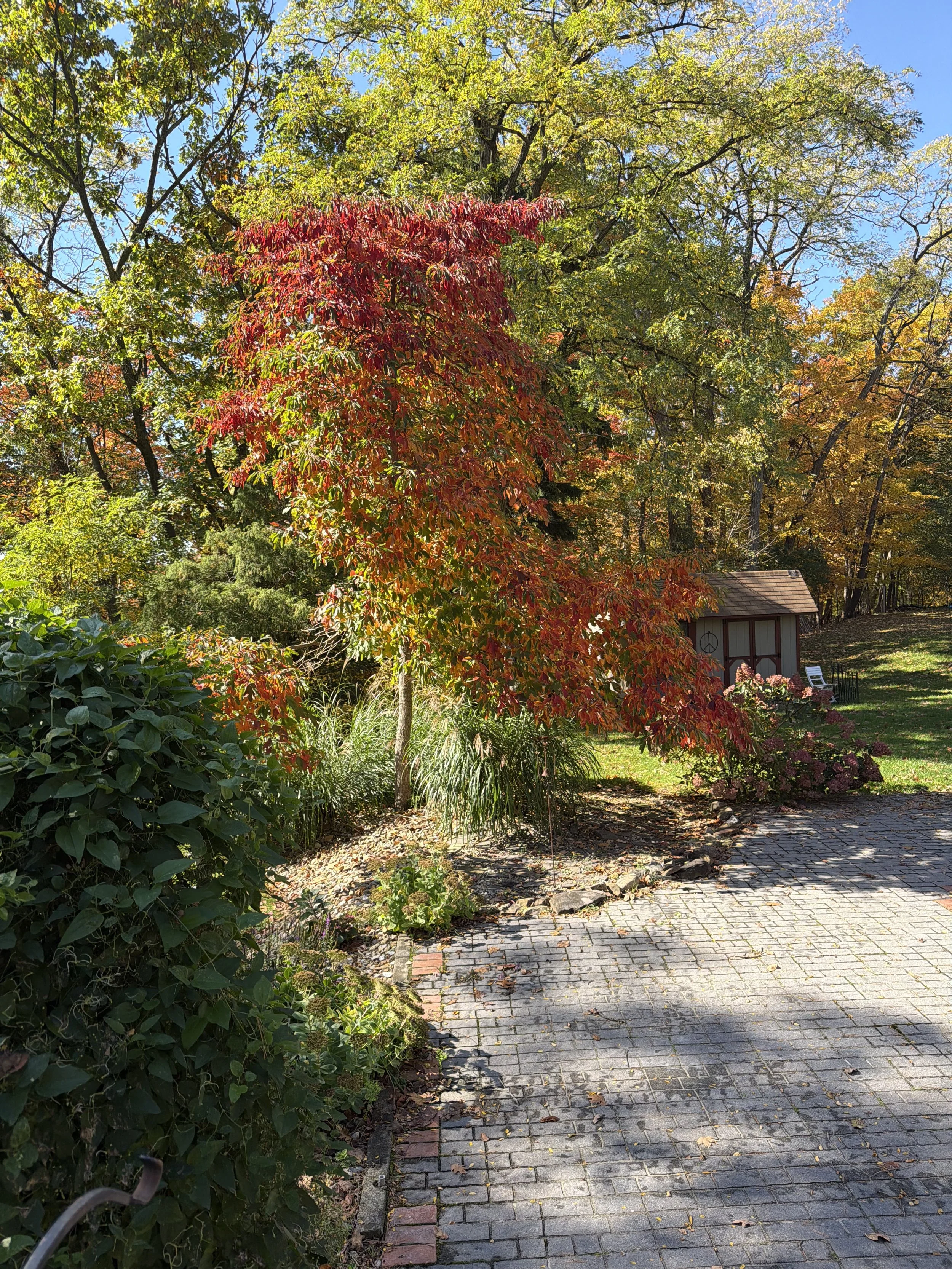 Where the Leaves Lead