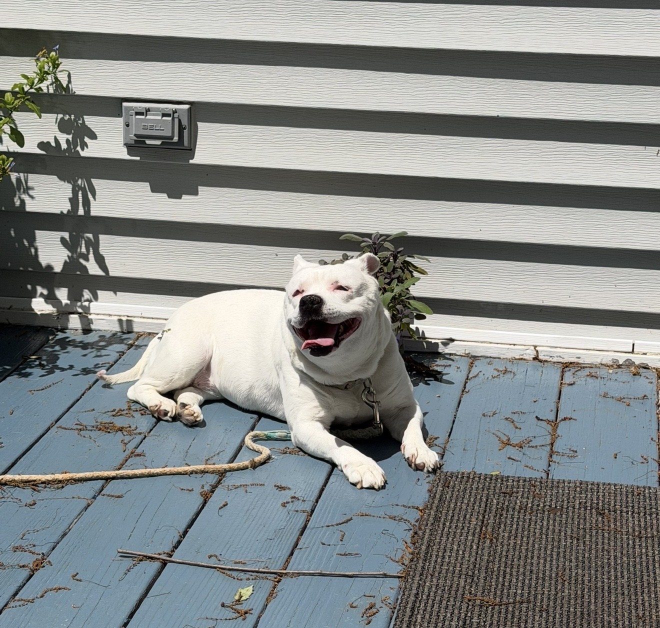Pure bliss