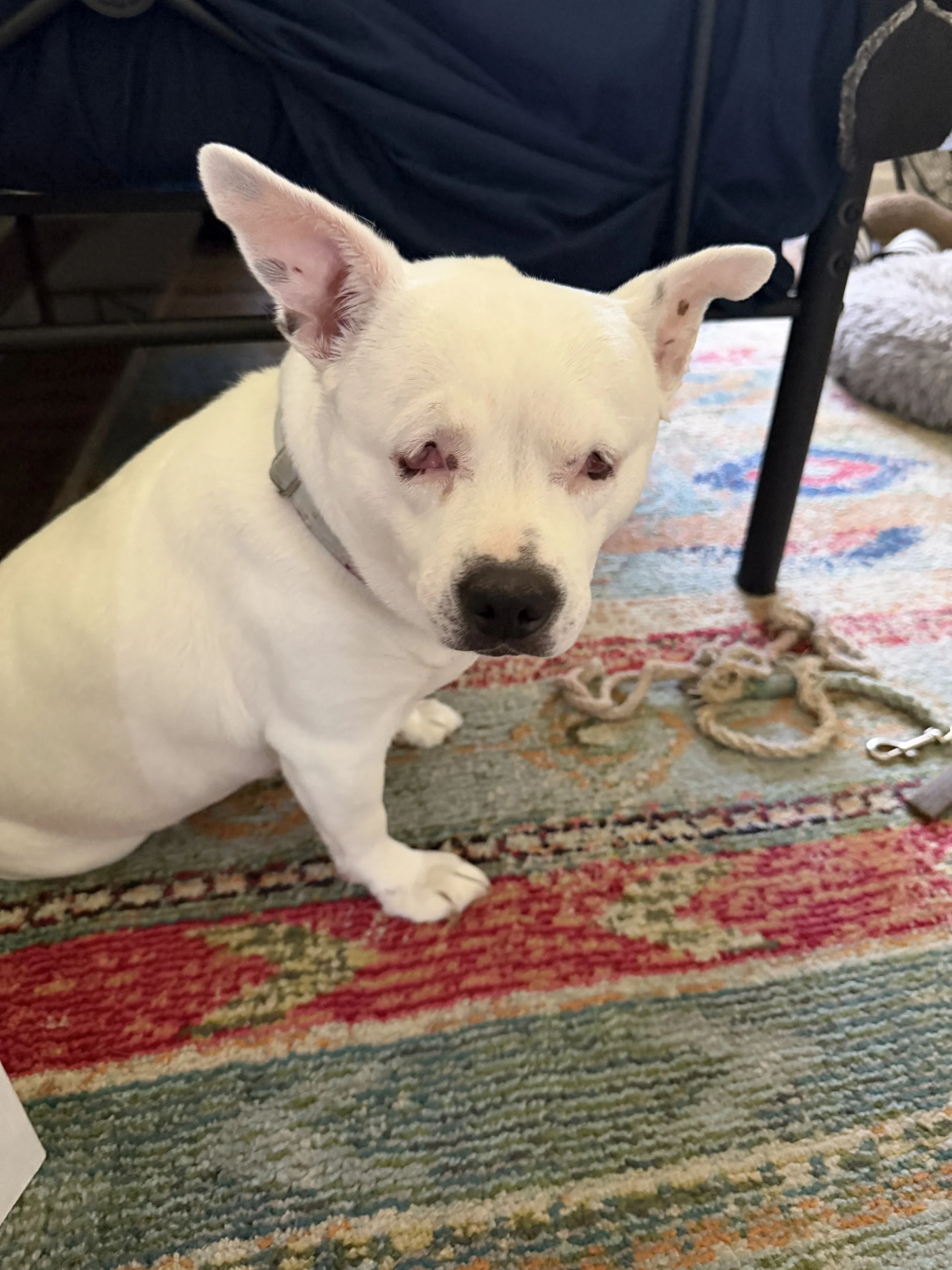 A Little White Dog Named Willa