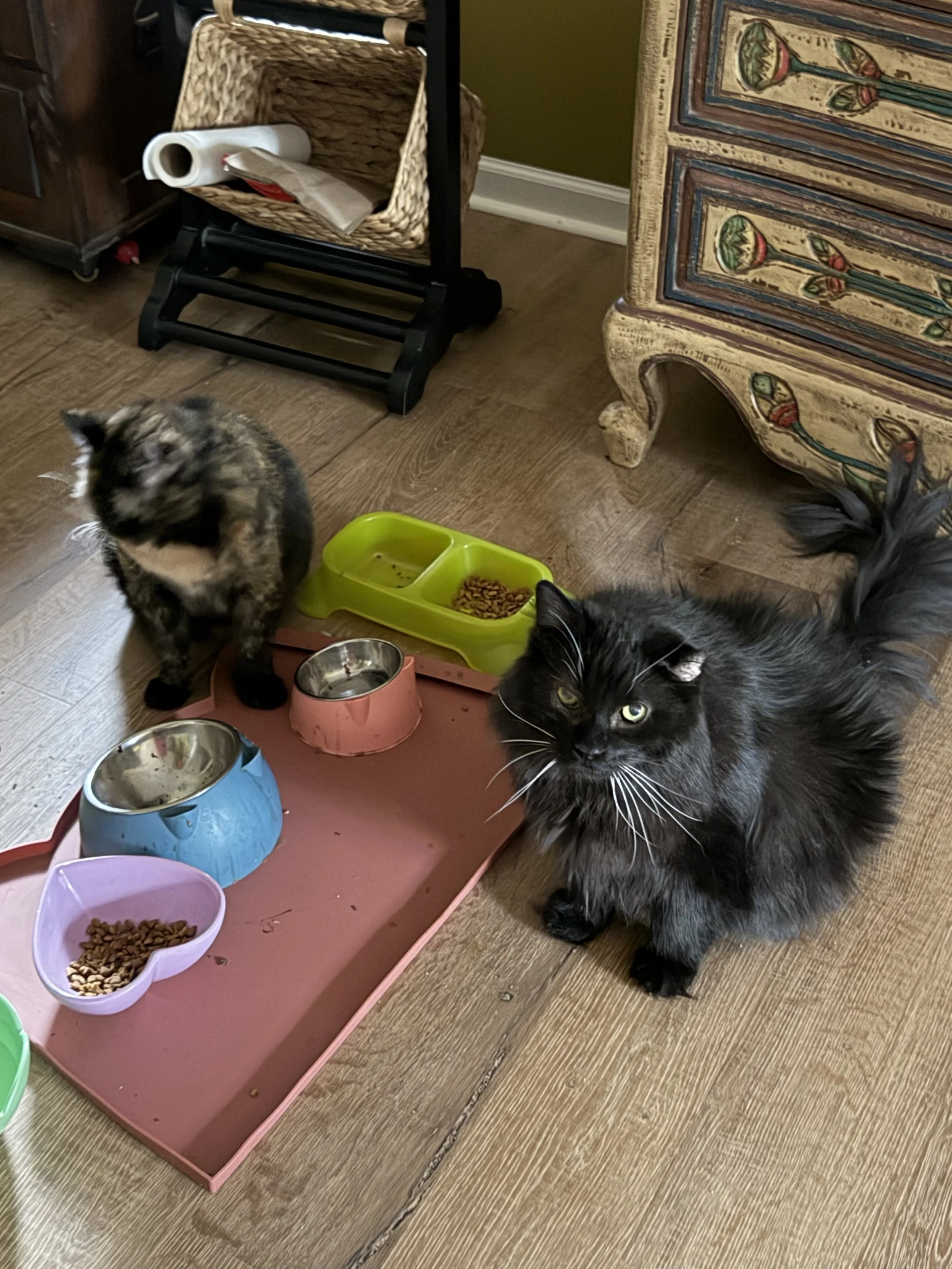 Moxie & Z