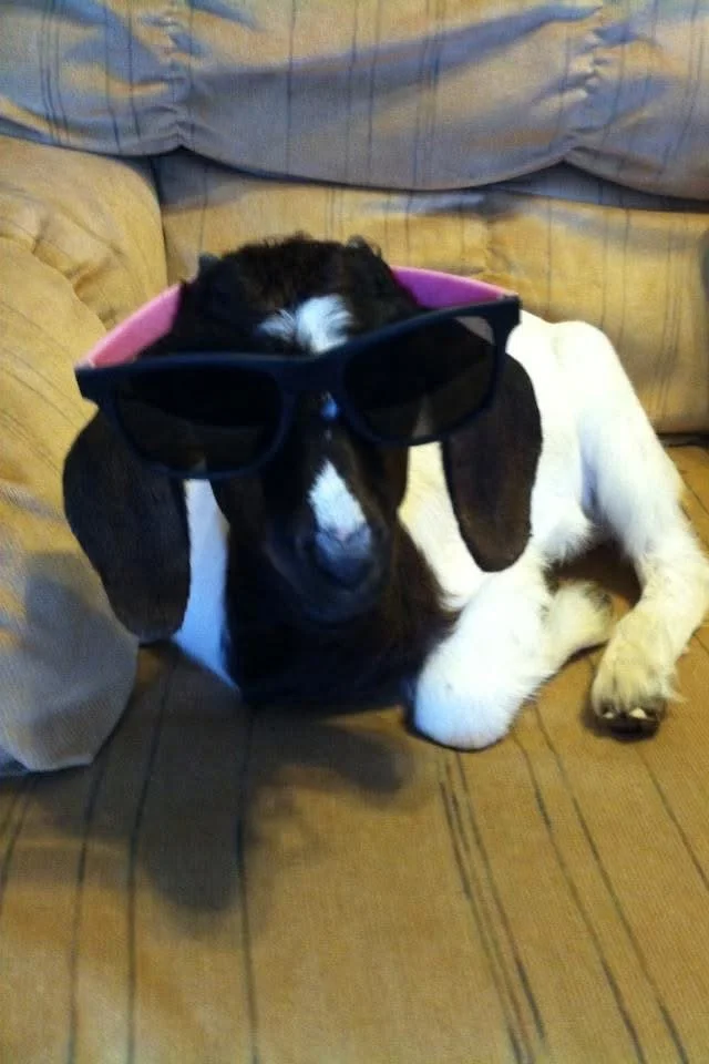 A dog wearing sunglasses and a pink hat, sitting on a couch.
