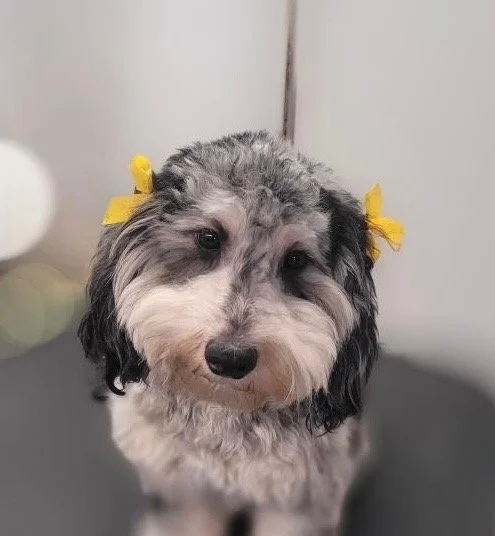 Cute puppy with gray, black, and white fur and yellow bows on its ears