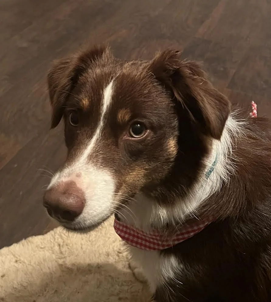 A brown and white dog with a pink nose, looking to the side, sitting on a wooden floor next to a cream-colored rug.