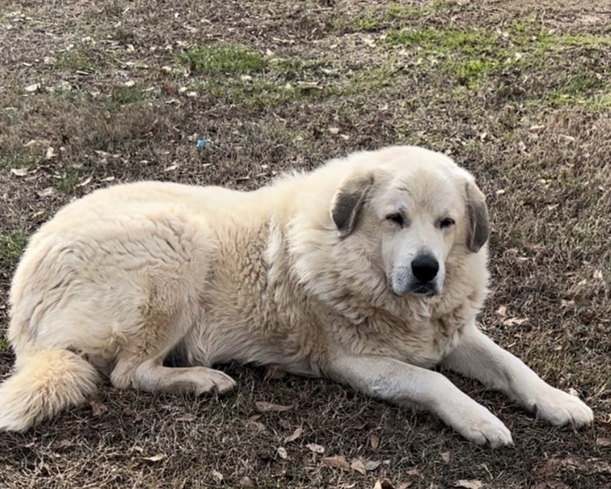 A large, fluffy, cream-colored dog lying on the ground outdoors, with a calm expression and partially closed eyes.