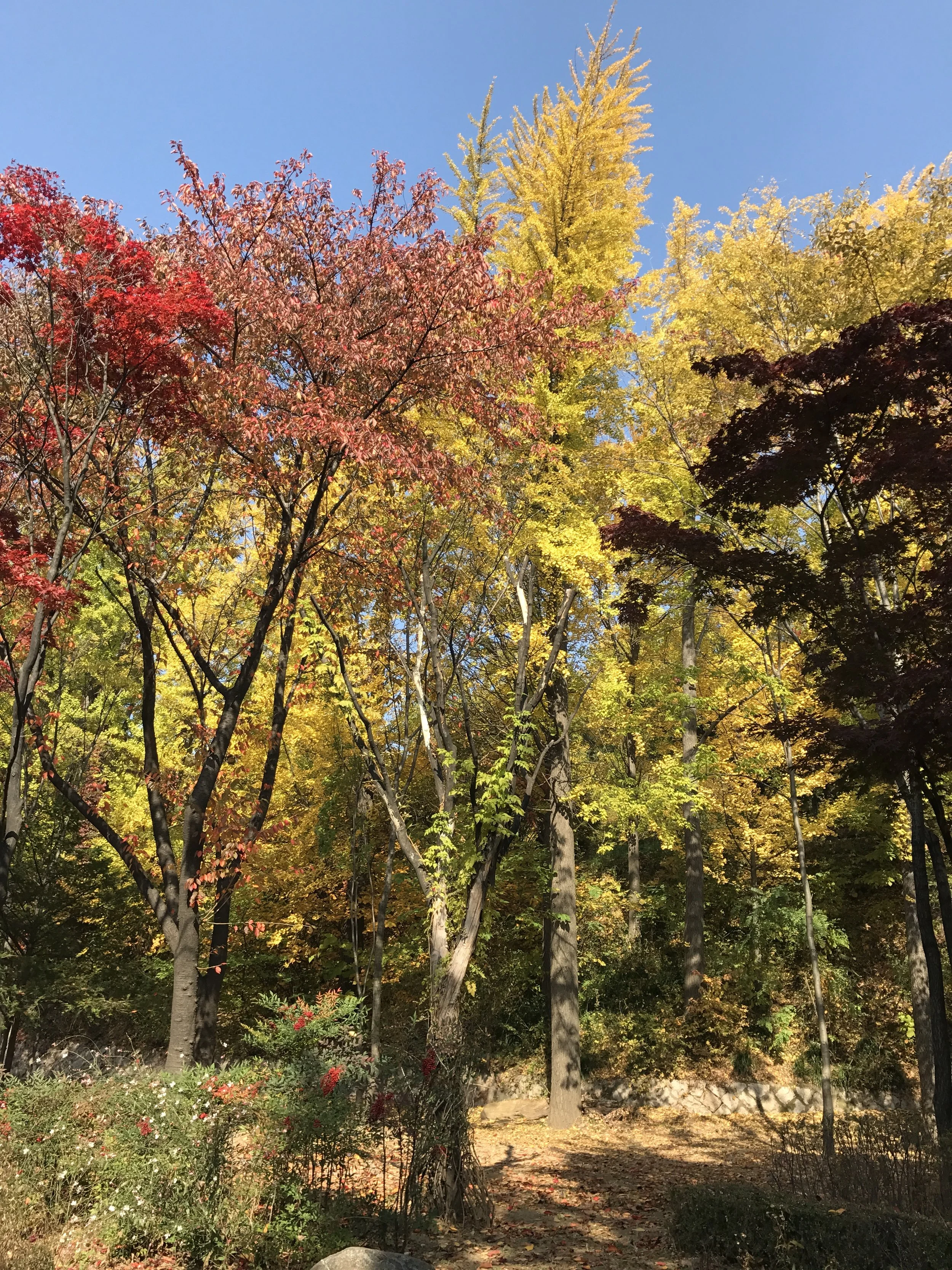Autumn colored trees for Intent Platform