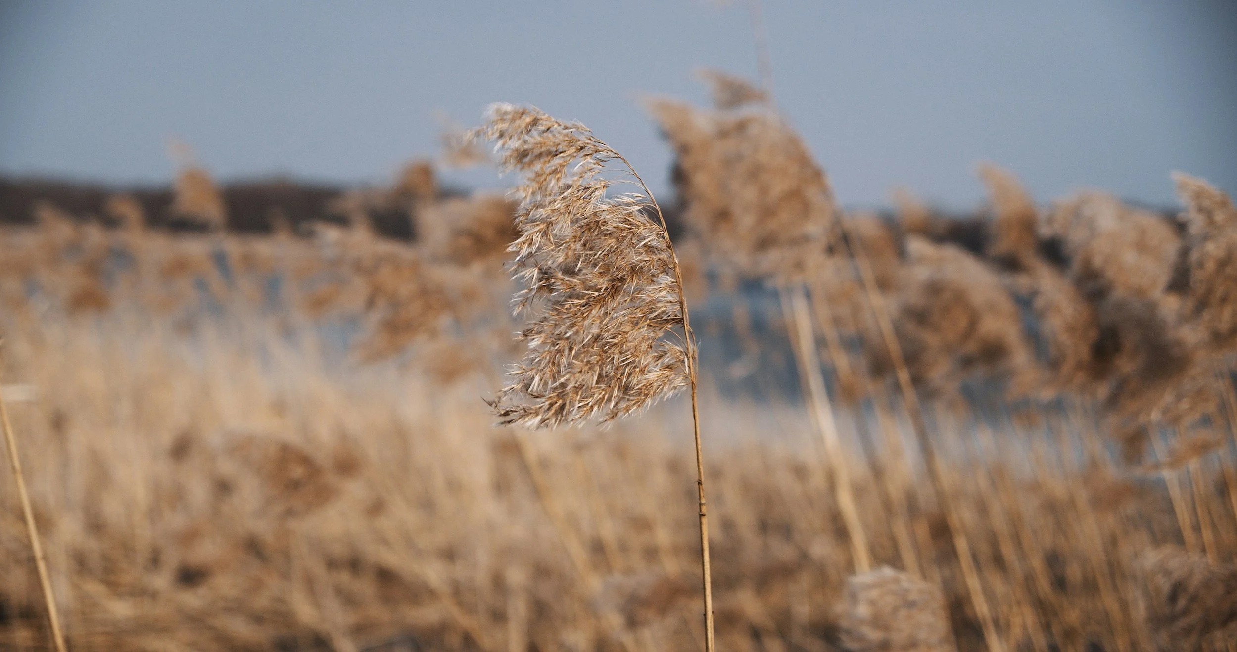 Close-up of a tall dry grass plant in a field with a blurred background of similar grasses and a blue sky.