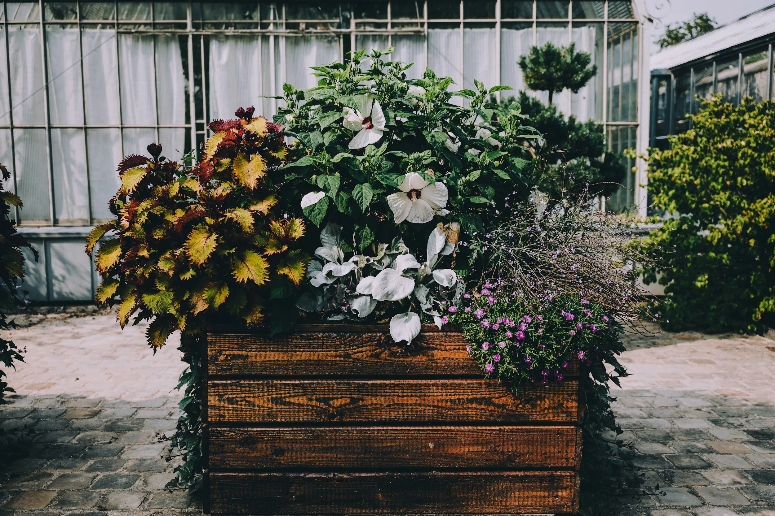 A variety of flowering plants in a wooden planter box outside a greenhouse, with a cobblestone surface and greenery visible in the background.