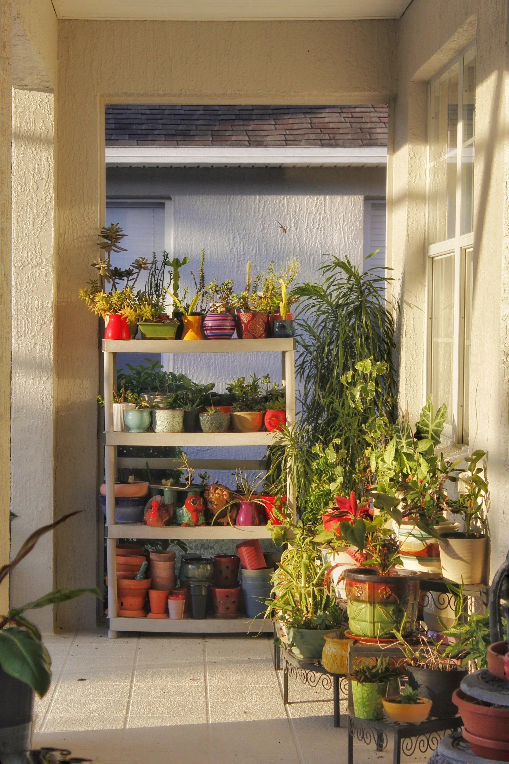 Sunlit balcony with a white shelf holding various potted plants and succulents, and additional plants on a small black metal table beside it.