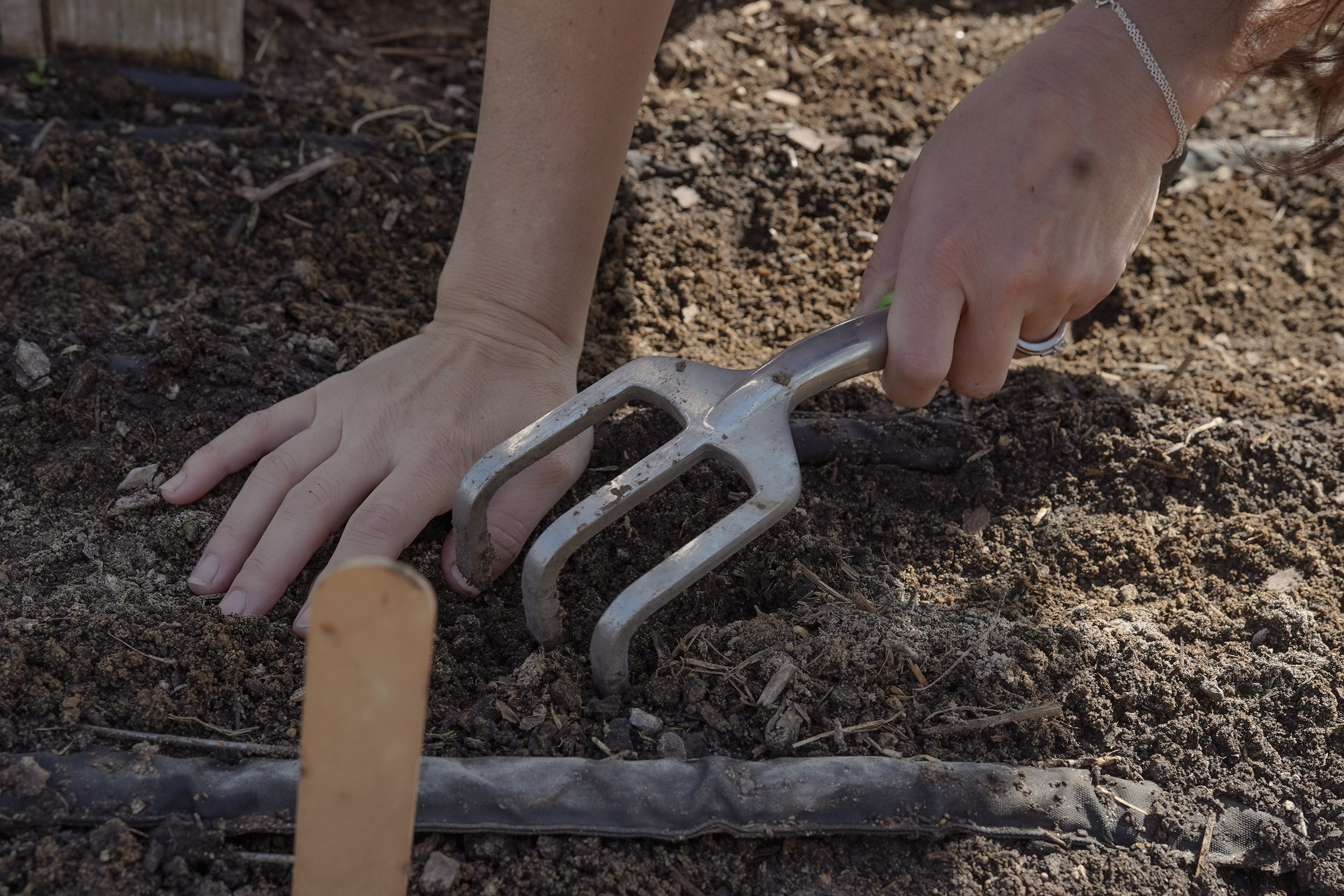 Person using a hand cultivator tool to loosen soil in a garden bed.
