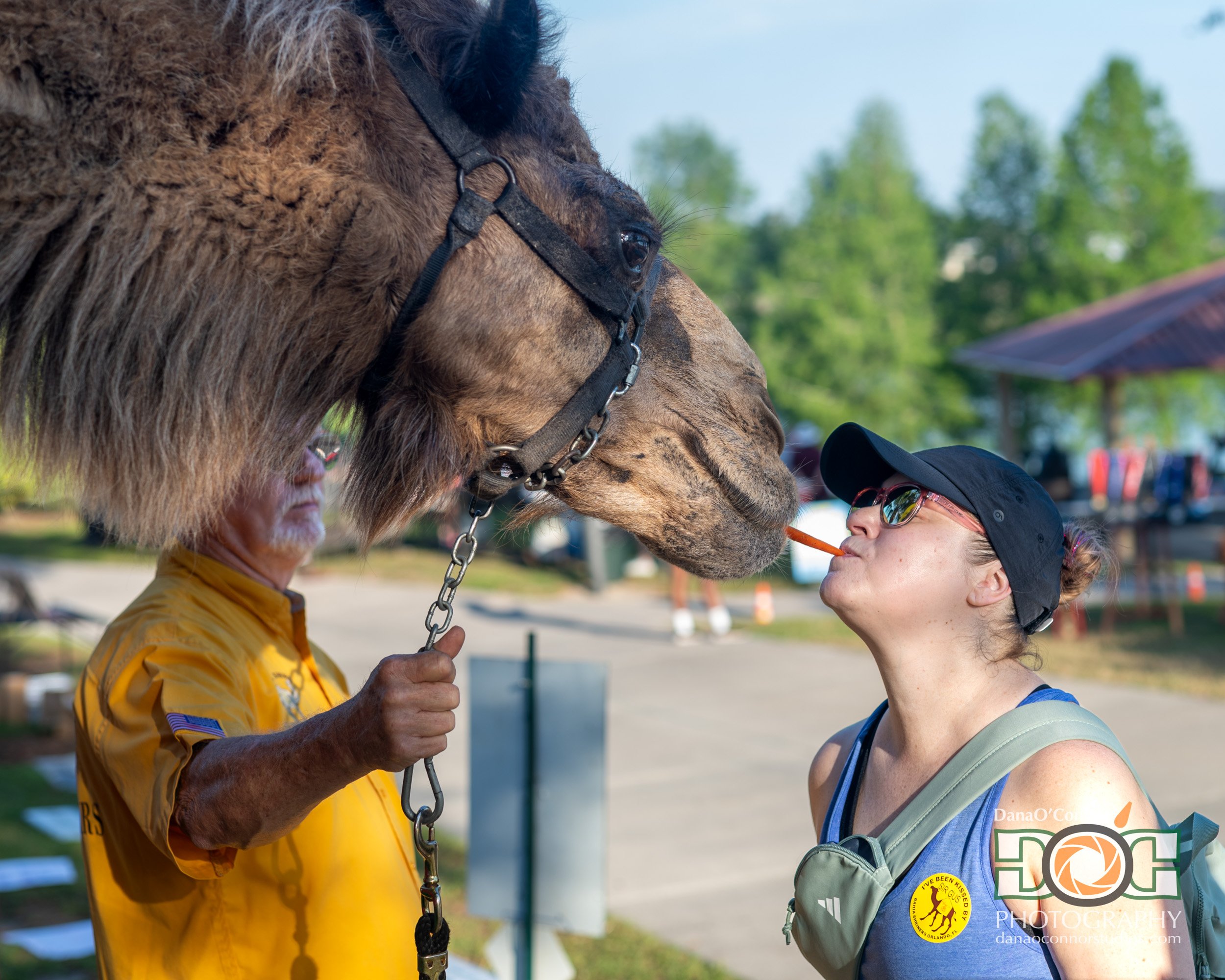 A person with a beard and glasses in a yellow shirt holds a chain connecting to a large brown horse with a black bridle during daytime outdoors, with trees and a structure in the background.