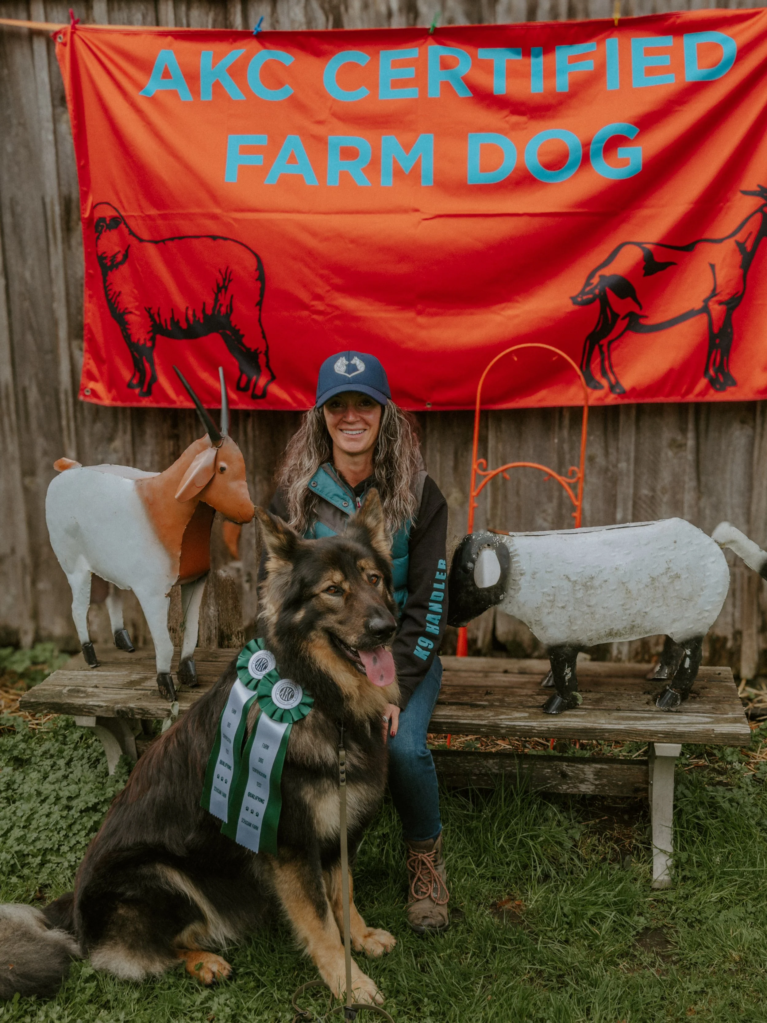 Cylas earning his Farm Dog Certificate