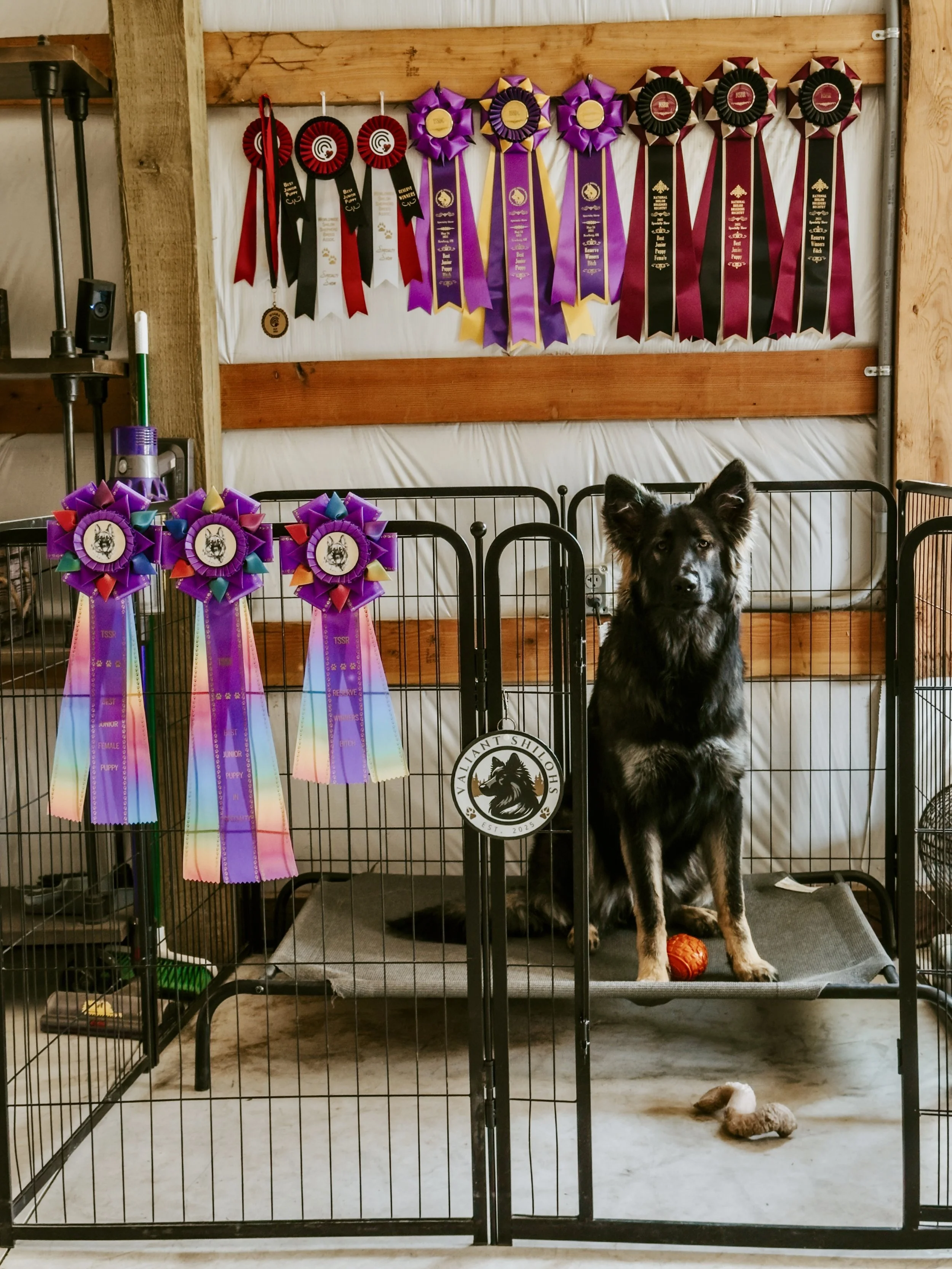 First Specialty show bling at 8mo