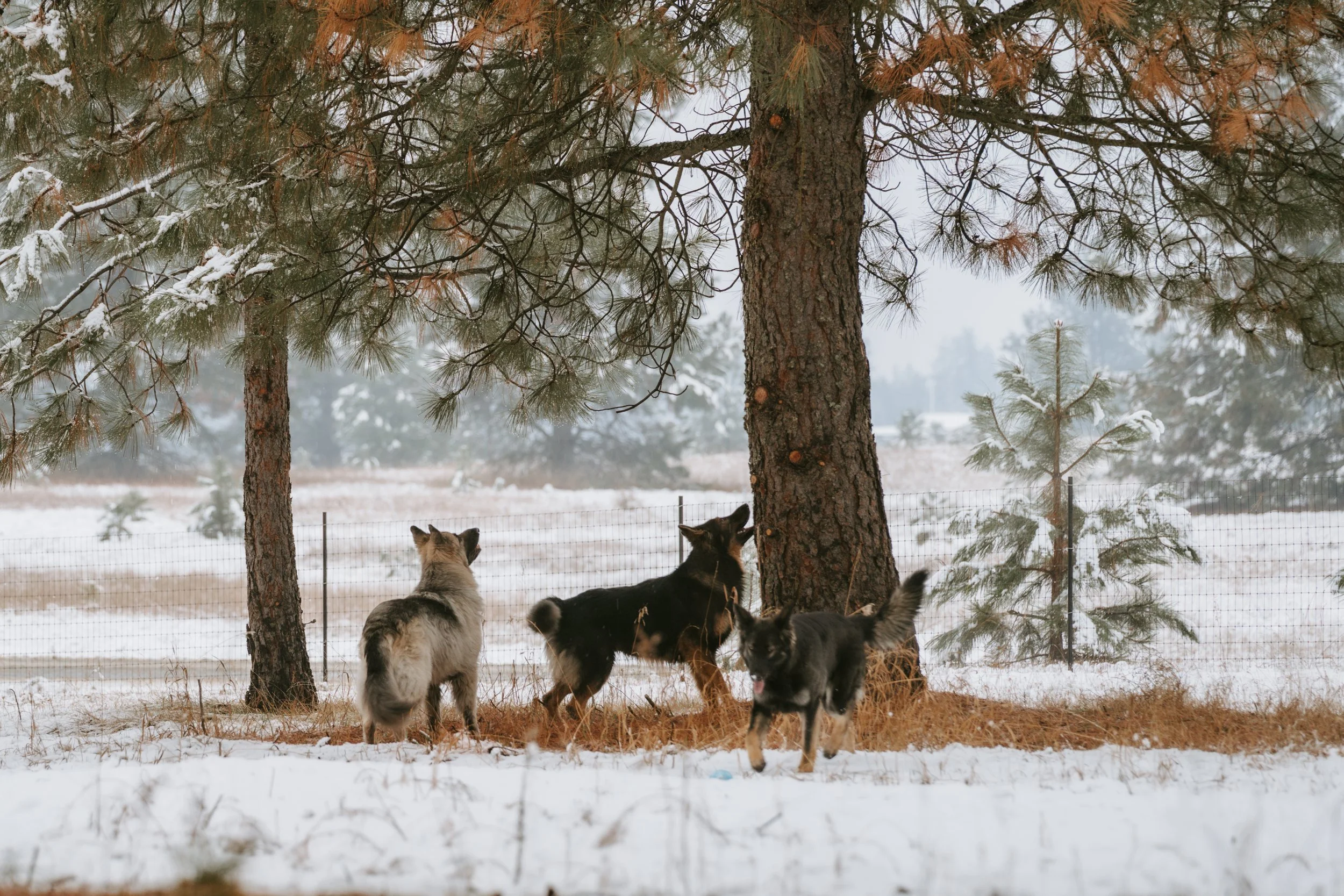 Serious Magpie business