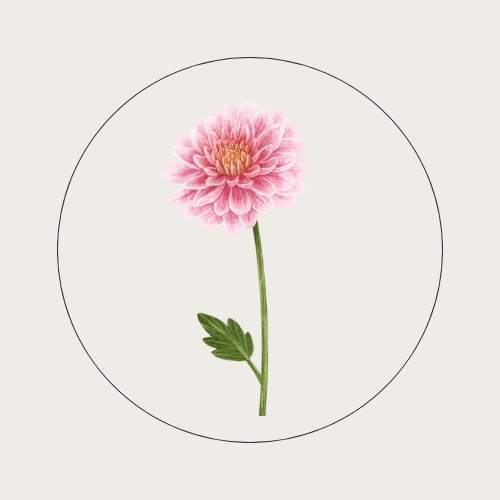 Pink flower with green stem and leaf on a white background.
