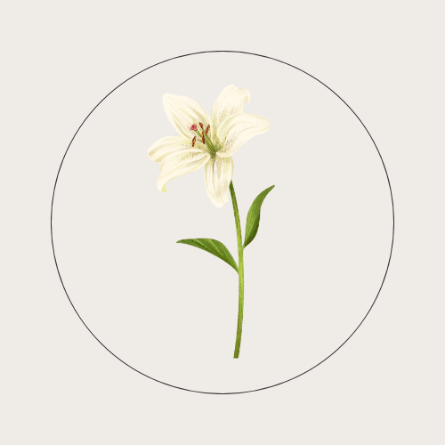 A white lily flower with green leaves on a light background.