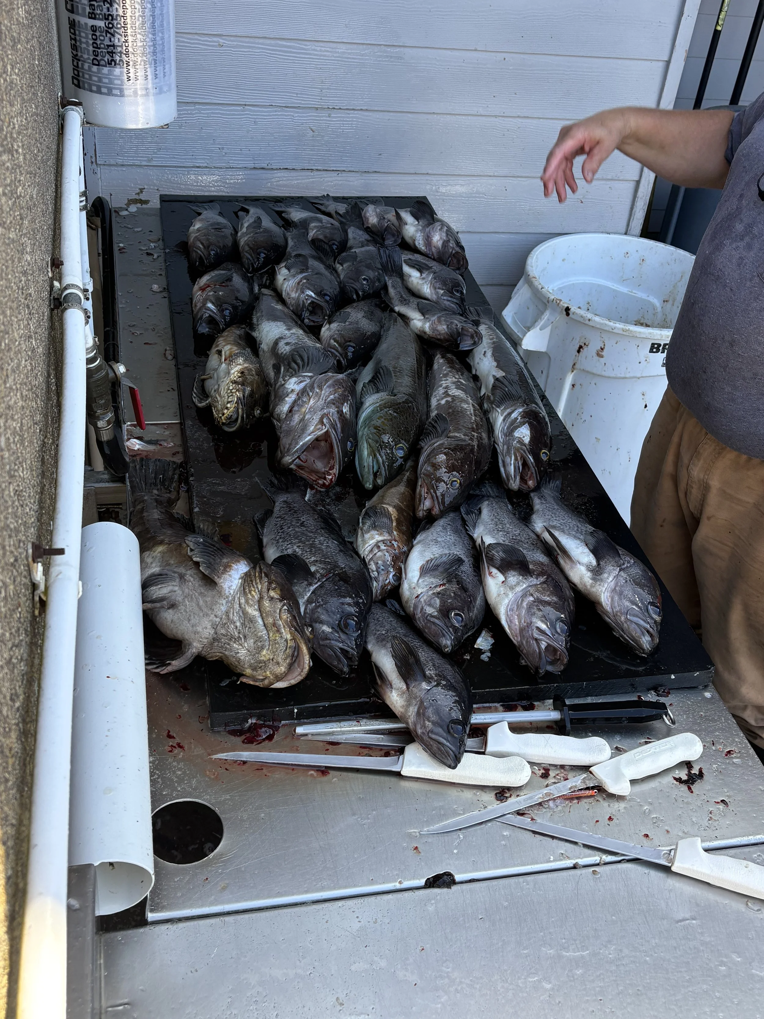 Stack of freshly caught fish on a fish cleaning table, next to a person in grey shirt and tan pants, with fish cleaning tools and a white bucket nearby.