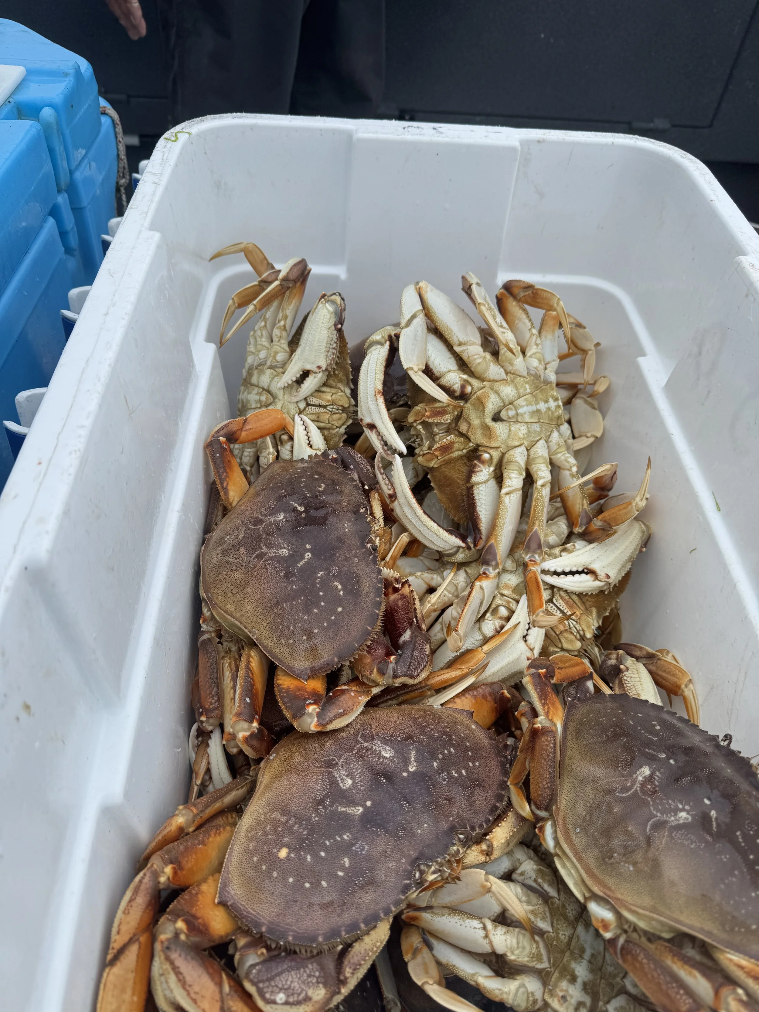 Basket of fresh crabs.