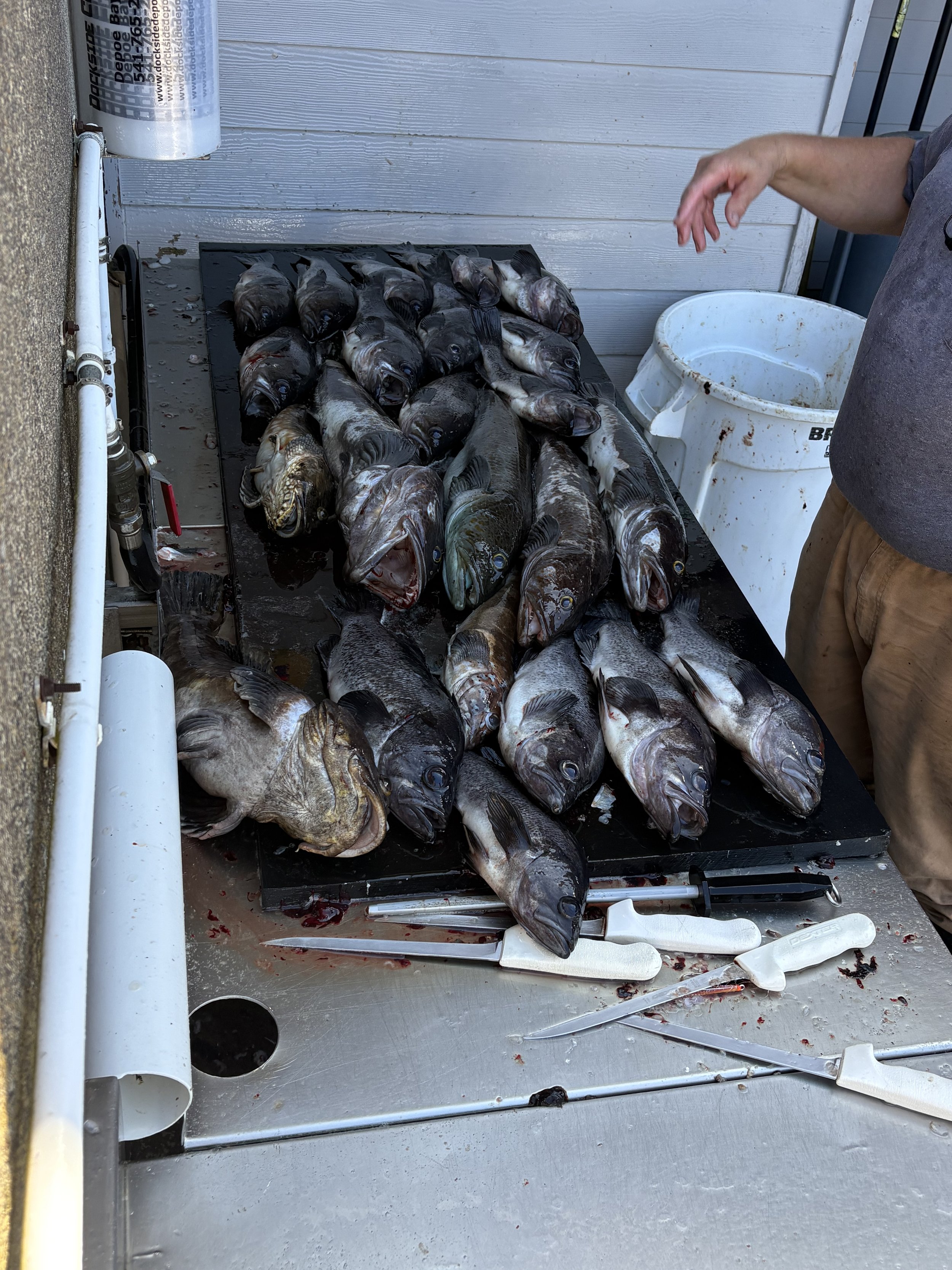 Multiple freshly caught fish laid out on a black cutting board on a counter, with fish cleaning knives nearby, and an individual partially visible on the right side.