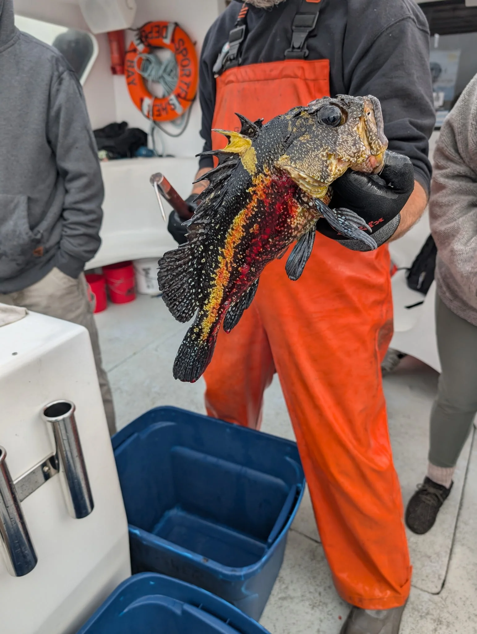 Person holding a brightly colored fish with dark, yellow, red, and speckled patterns in a marine aquaculture or research setting.