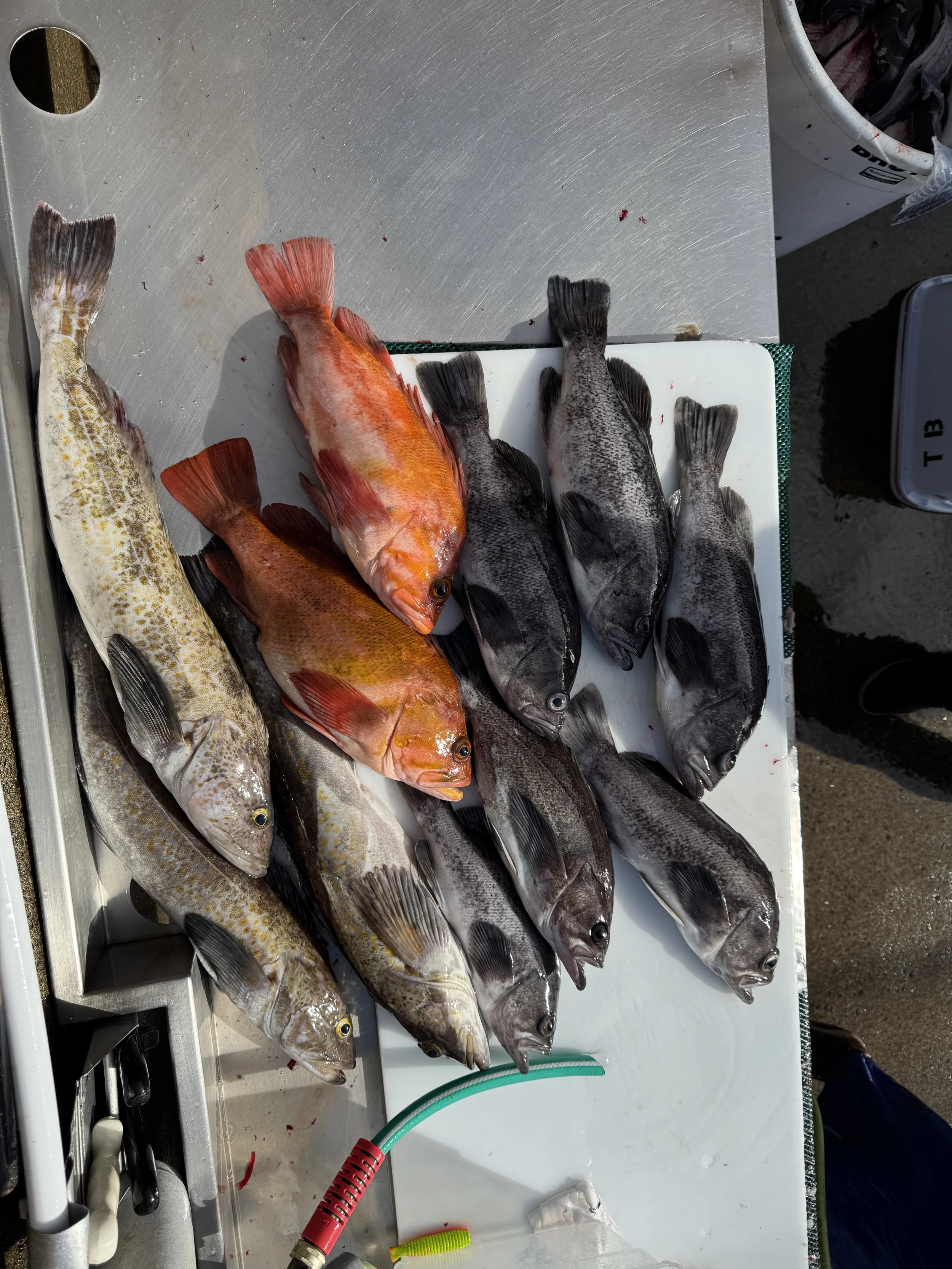 Several freshly caught fish in various species, colors, and sizes laid out on a white cutting board and stainless steel surface, with fishing gear nearby.