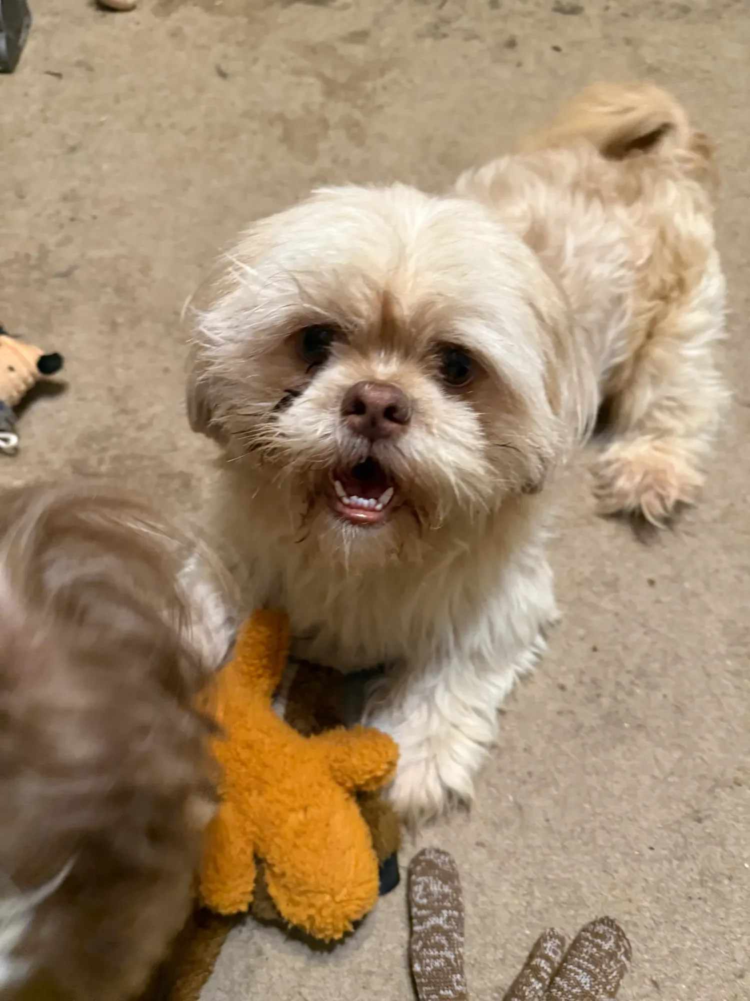 A small, fluffy, tan-colored dog with a slightly open mouth, sitting on a concrete floor, holding a plush orange teddy bear in its front paws.