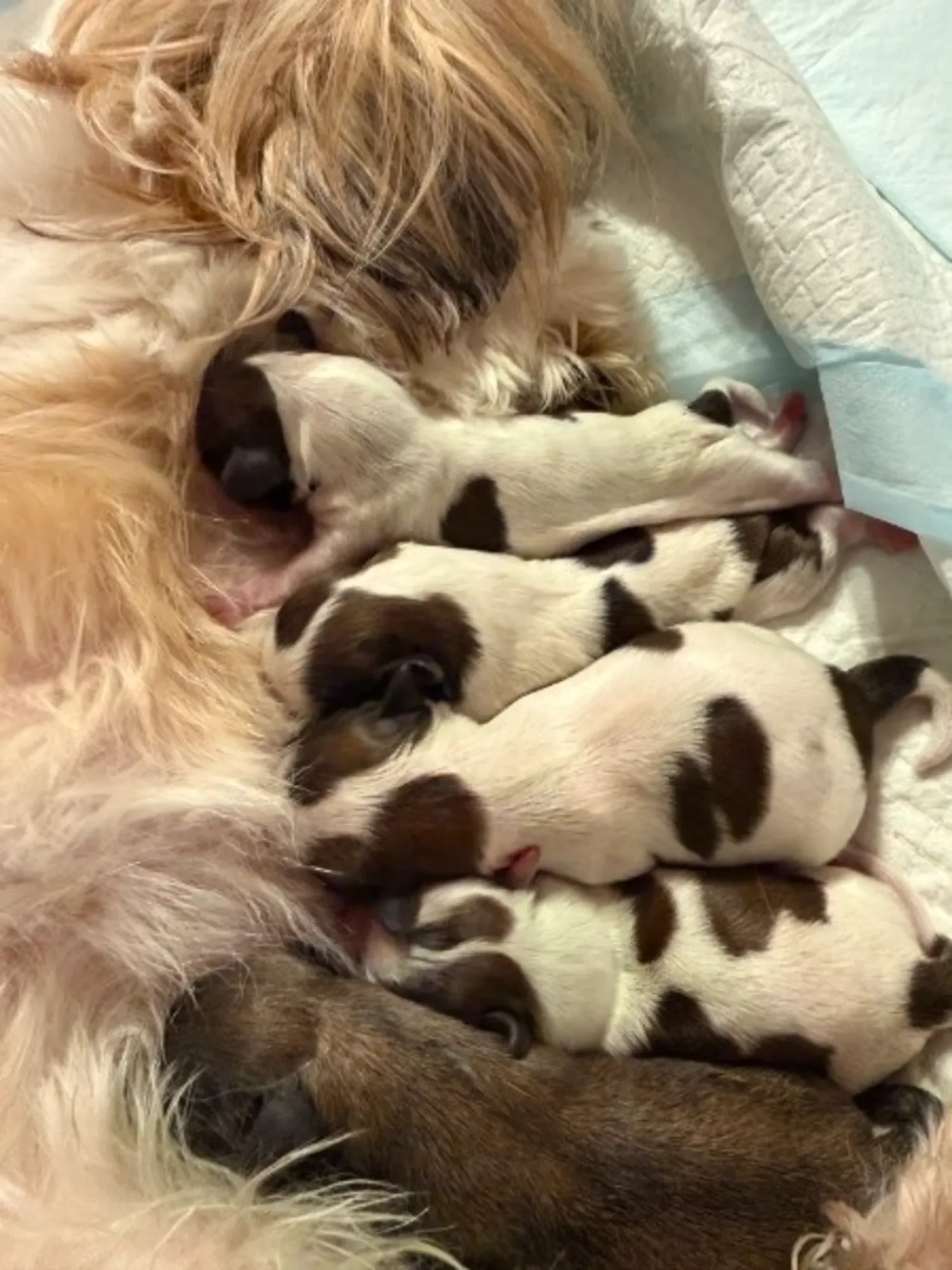 A litter of tiny puppies nursing from their mother dog.