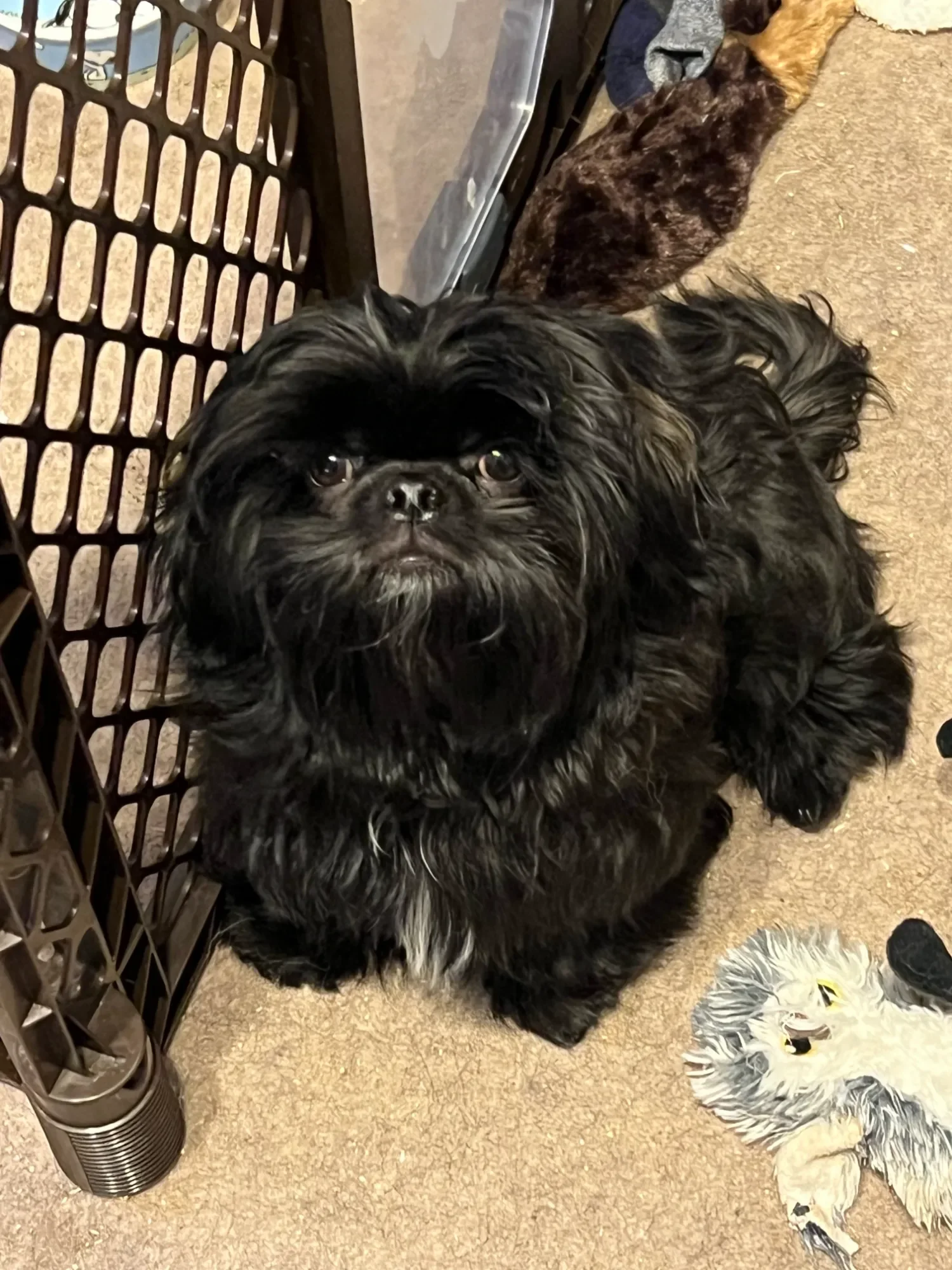 A small black dog with a white patch on its chest sitting on a beige carpet, looking up at the camera, with a stuffed animal toy lying nearby and a brown patterned cat in the background.