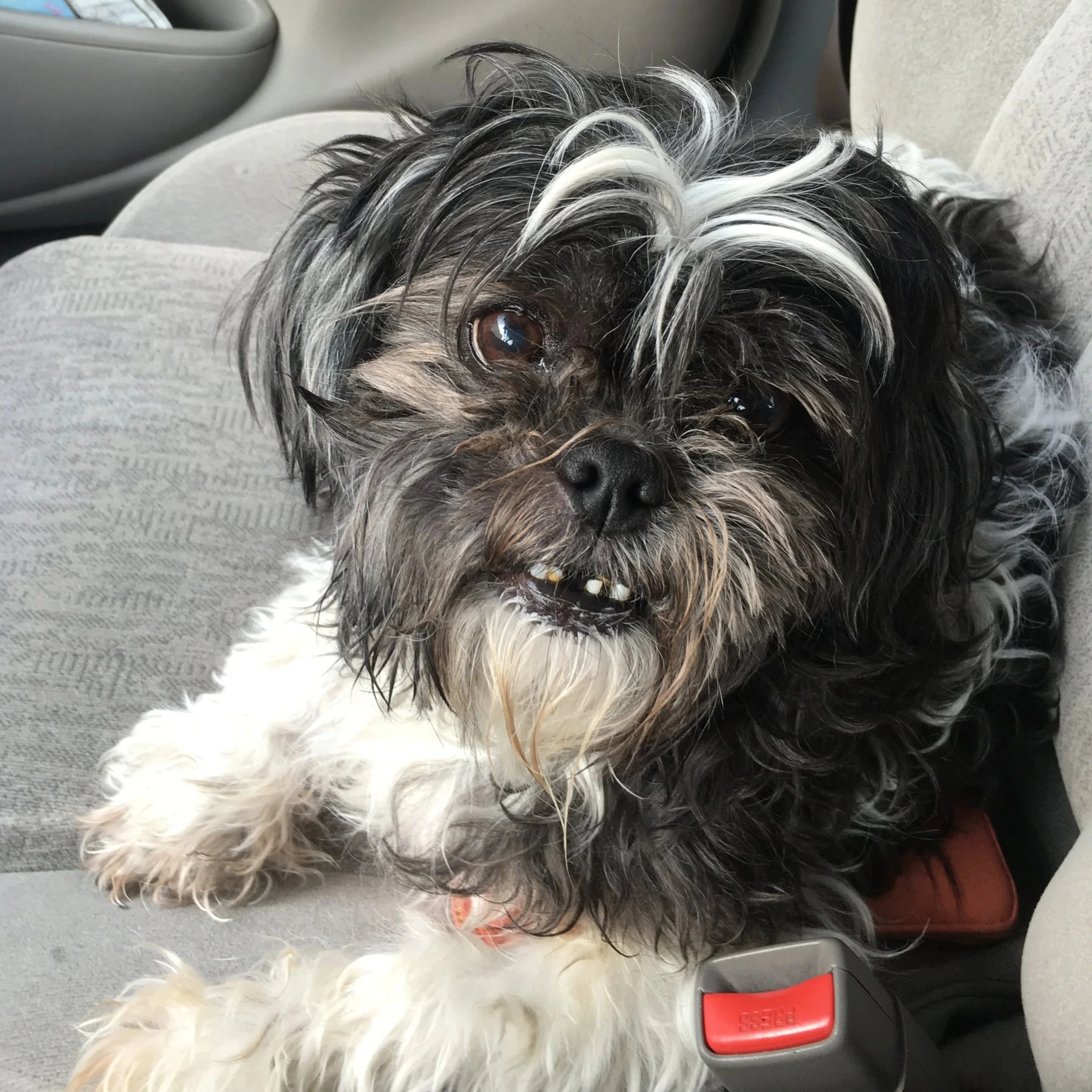 A small black and white dog with curly fur sitting in a car seat, looking at the camera with an open mouth.