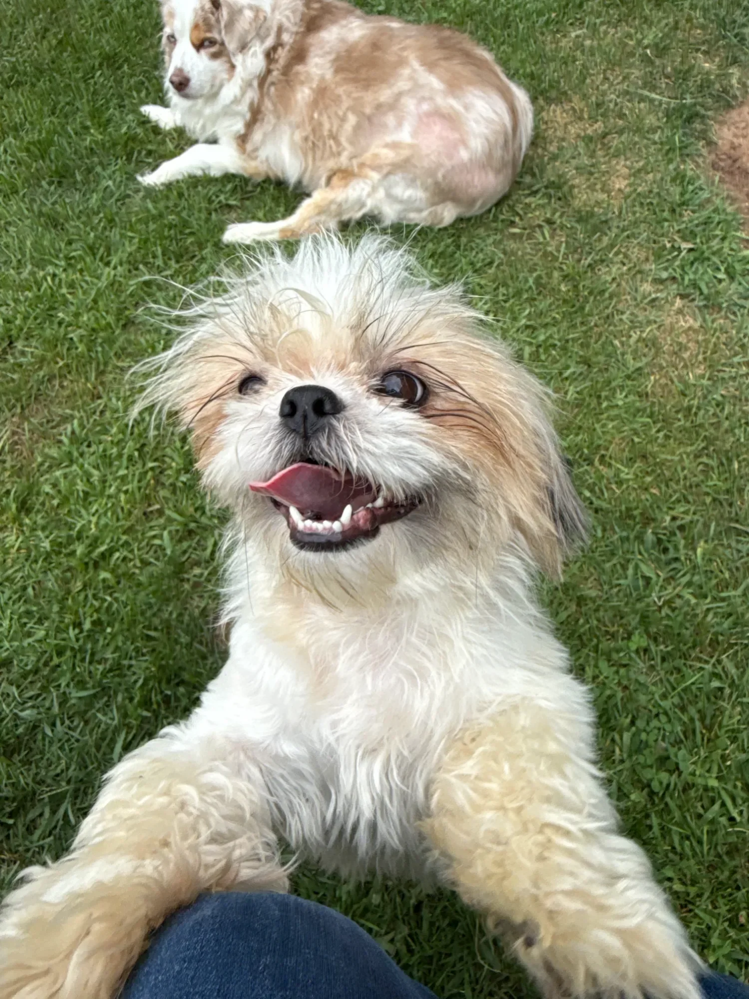 Close-up of a happy small dog with tan and white fur, sticking out tongue, on green grass, with another dog lying in the background.