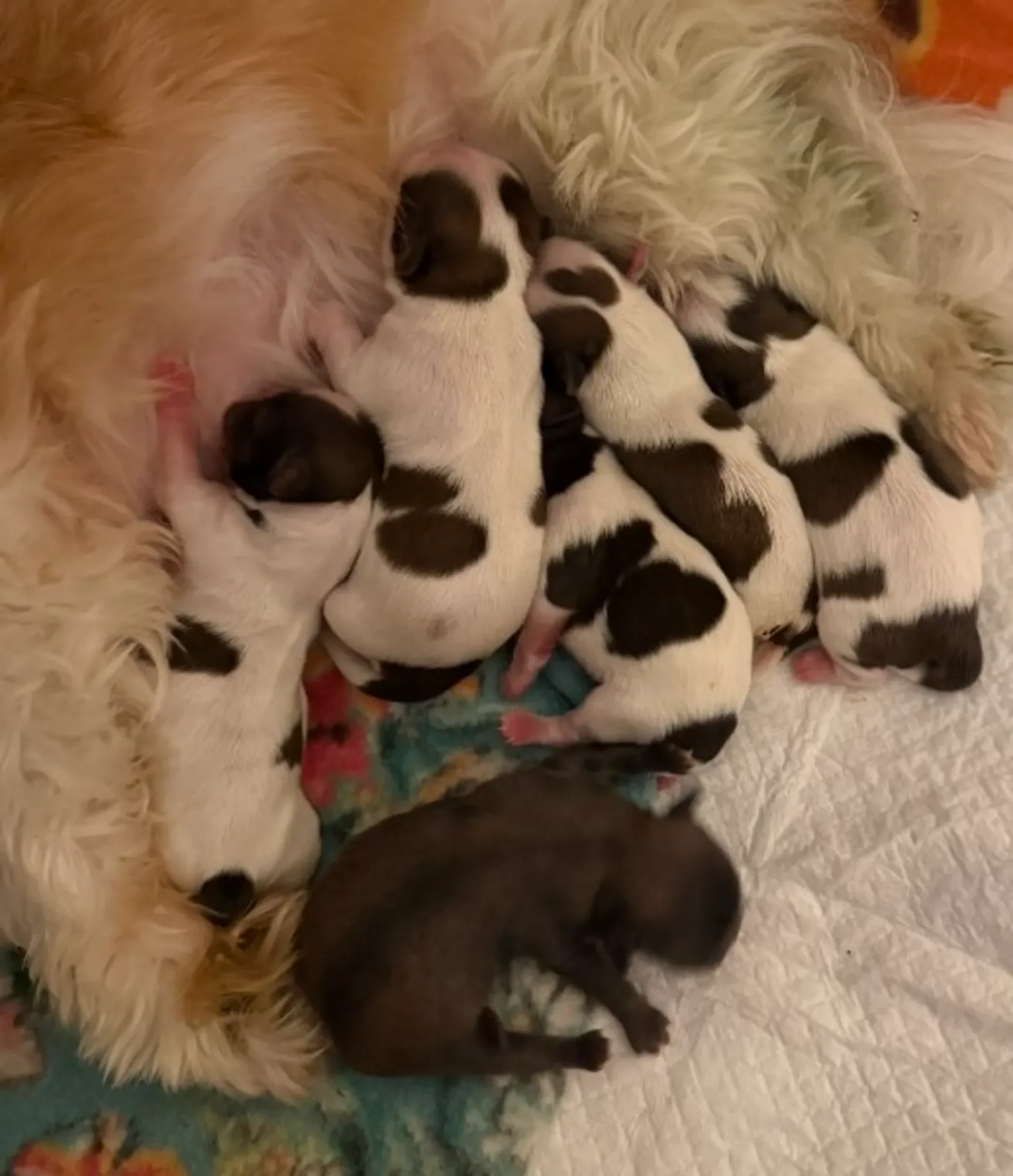 Five white and brown puppies nursing from a mother dog with curly fur, lying on a quilted surface. One small dark puppy is nearby, not nursing.