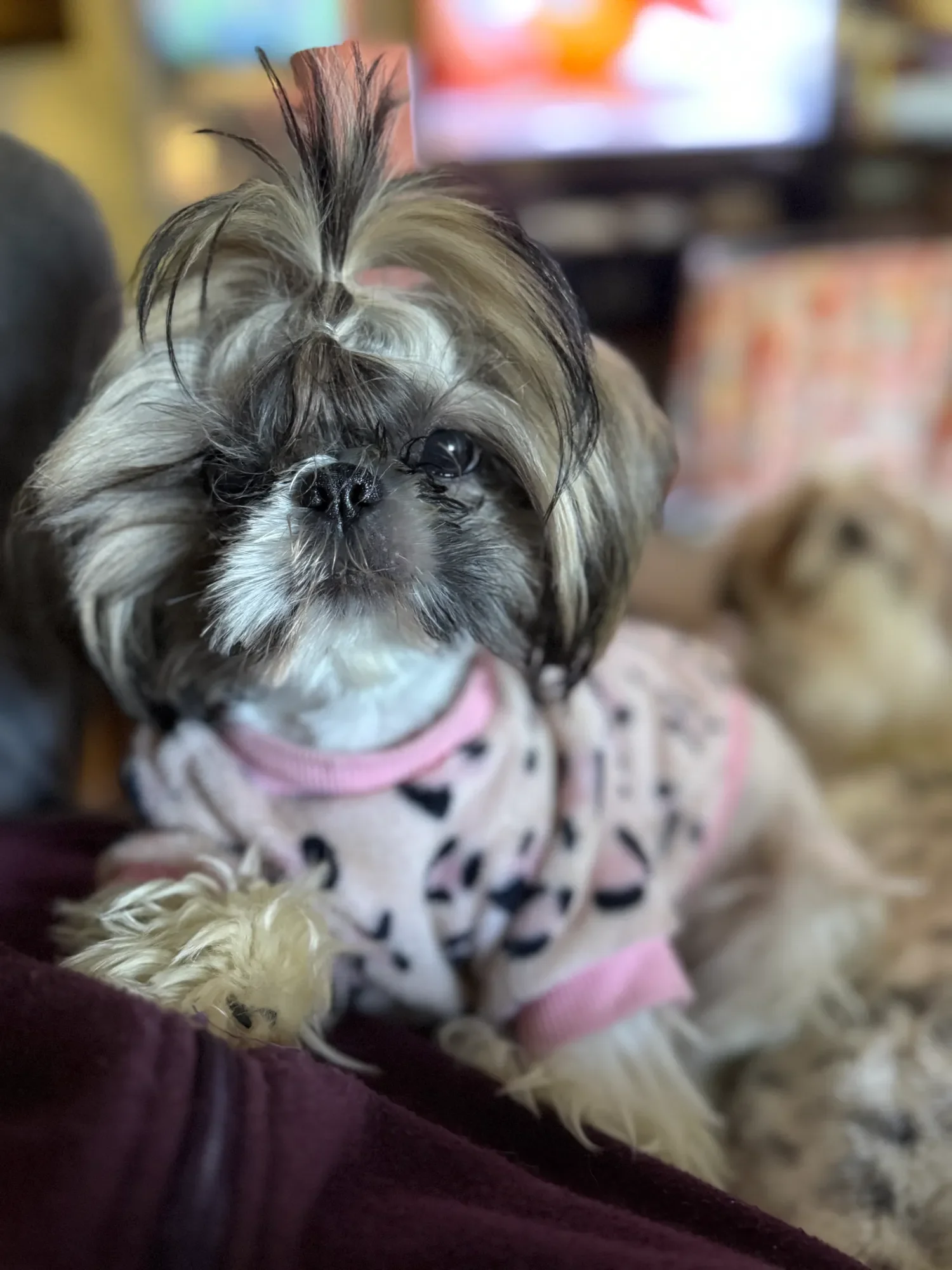 A small dog with long, fluffy fur and dark markings on its face, wearing a pink and black spotted sweater. There is a blurred background with another dog and a television screen visible.